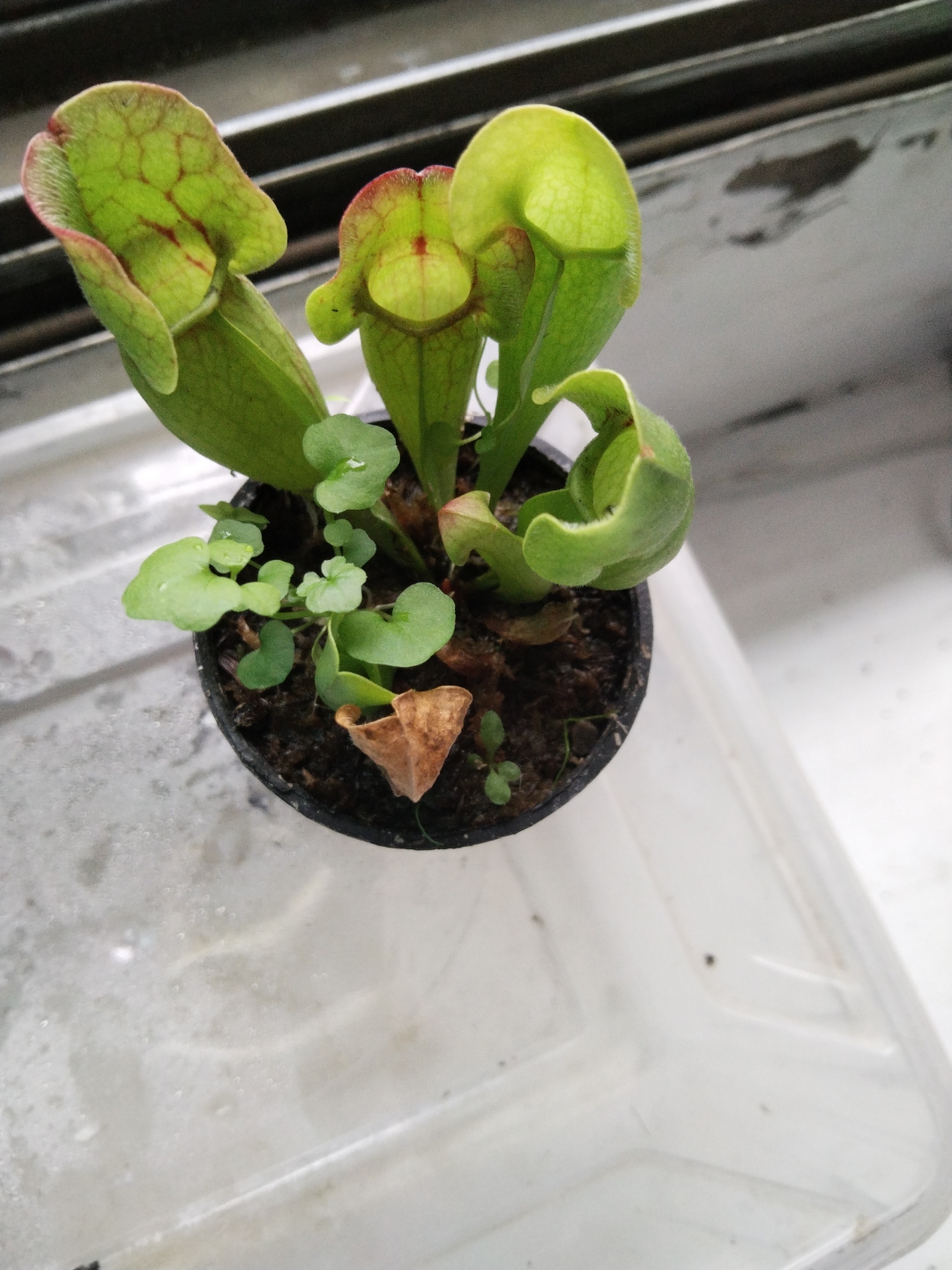 一盆小小的紫色瓶子草#寻找百度ai写手计划# #丹波花柱草# #捕虫植物