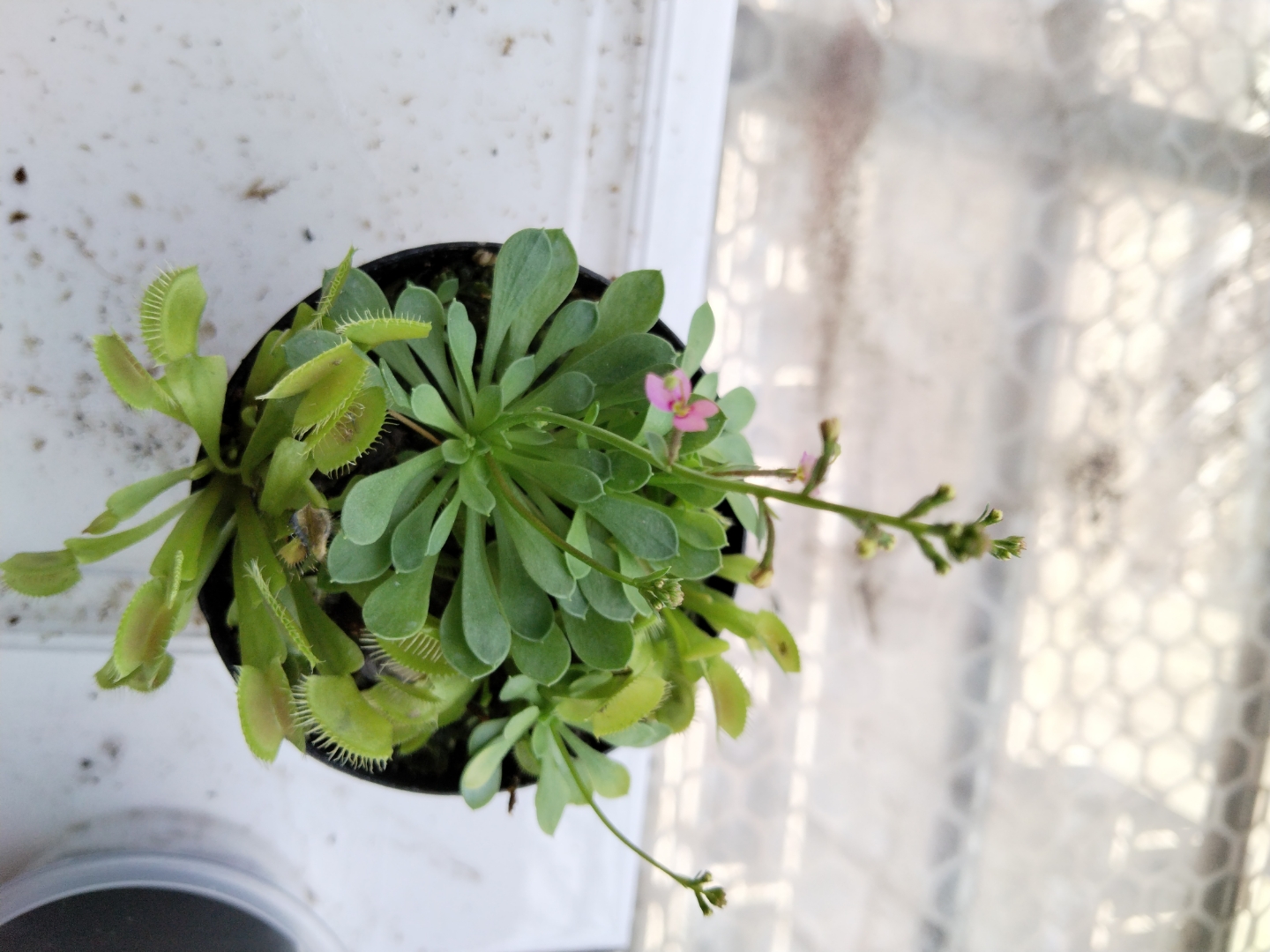 单波花柱草开花了#丹波花柱草# #养花种菜小分队