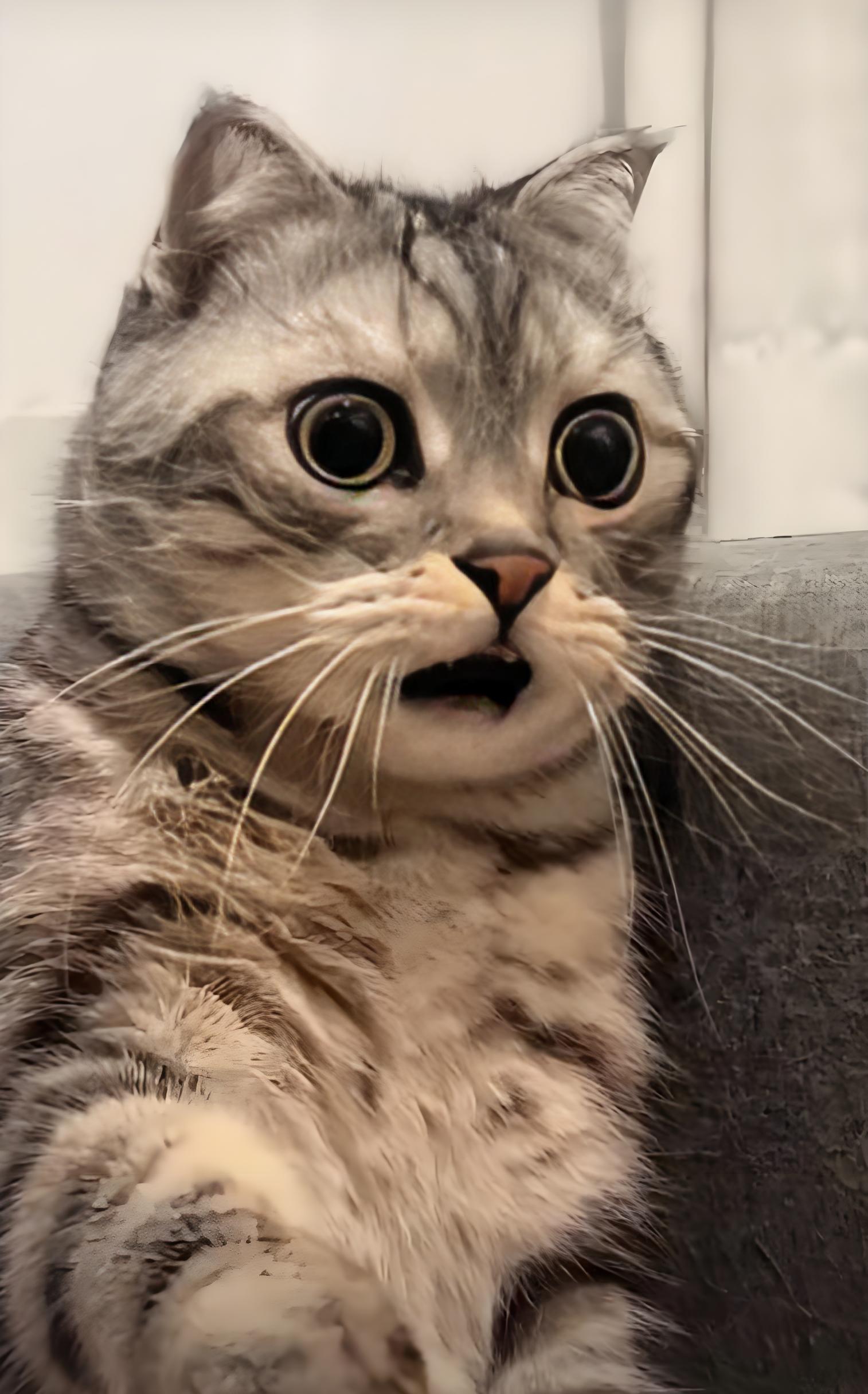 315曝 猫猫捂头表情包小猫咬手机的头像小猫眼巴巴表情包猫猫戴口罩