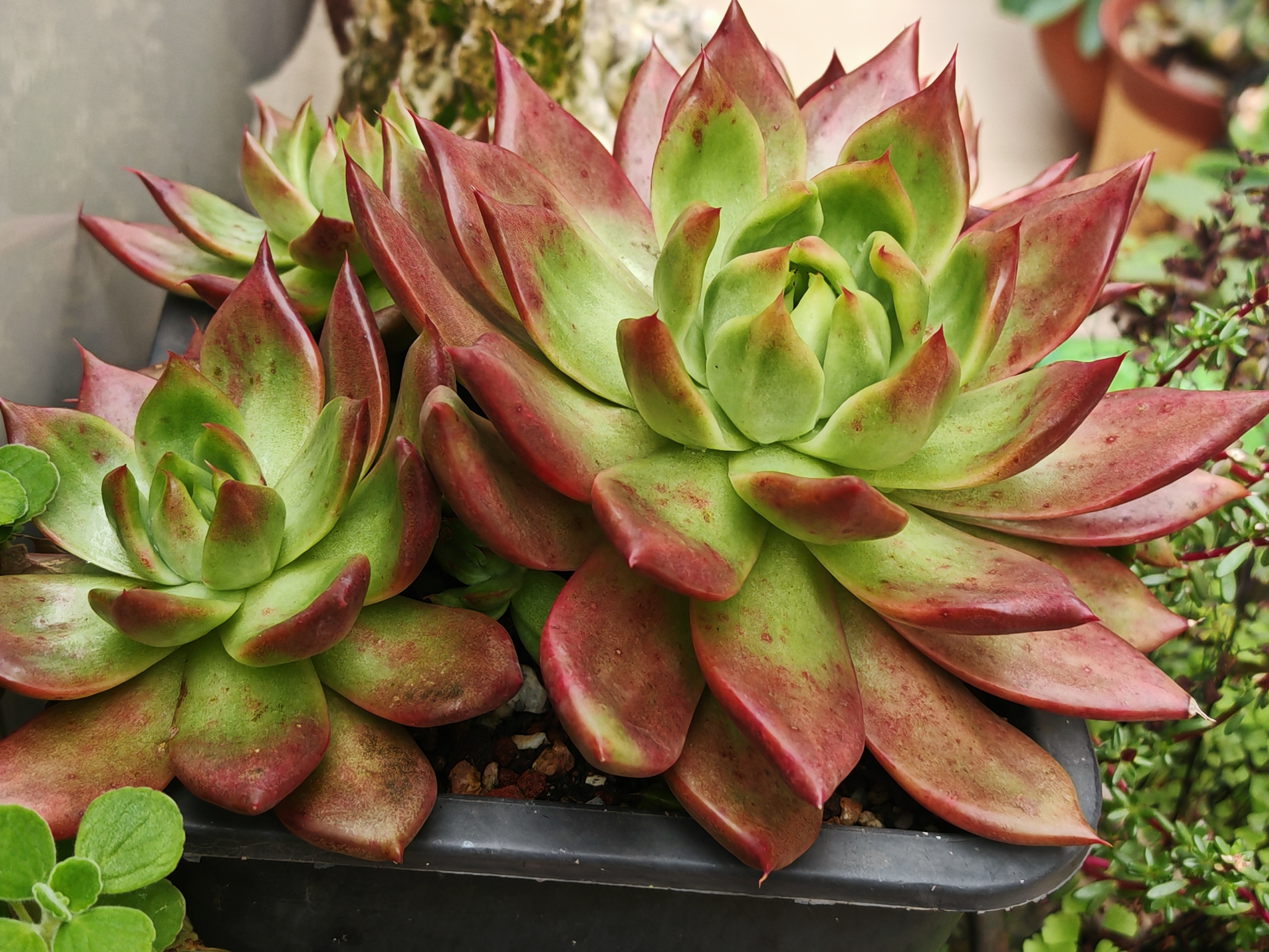 今儿分享蓉姐露养多肉植物的品种是红钻,丝绸面纱,奶昔,胧月,布丁粉 