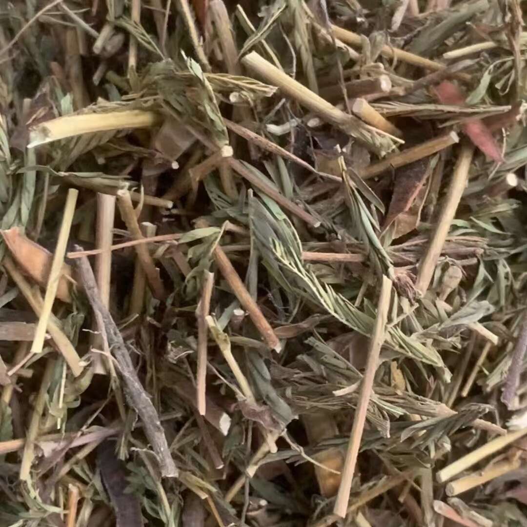 野生植物铁甲草,健康守护的小确幸 野生植物铁甲草 别名护肝软肝草