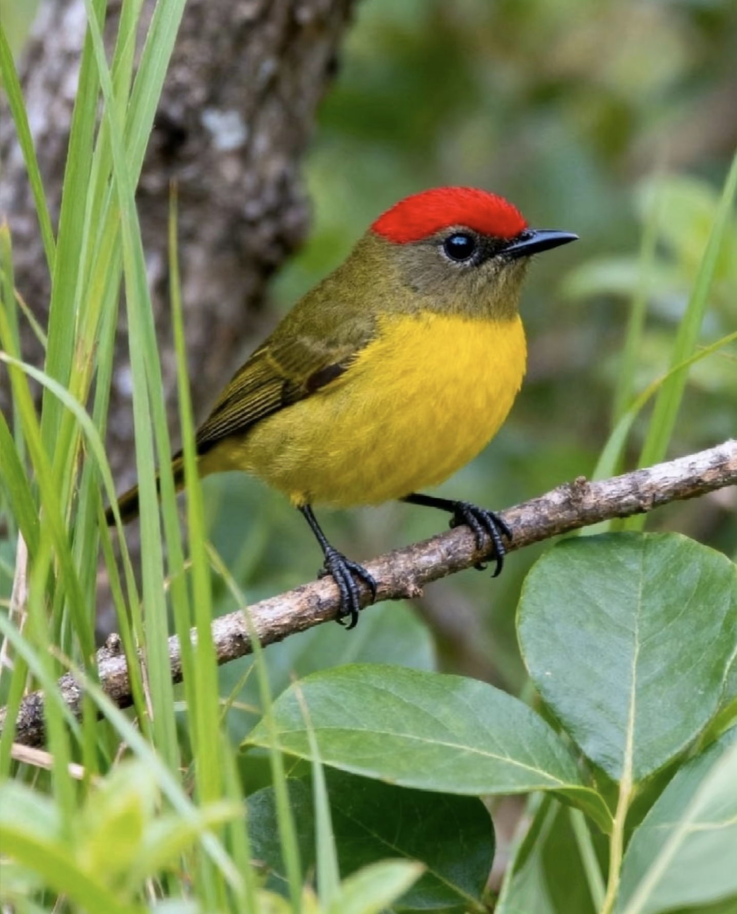 在自然的舞台上,这些头顶红冠的小鸟演绎着别样的灵动风情