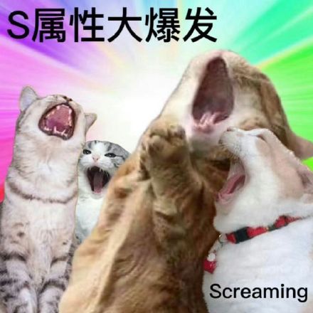 小猫蹭人的表情包图片