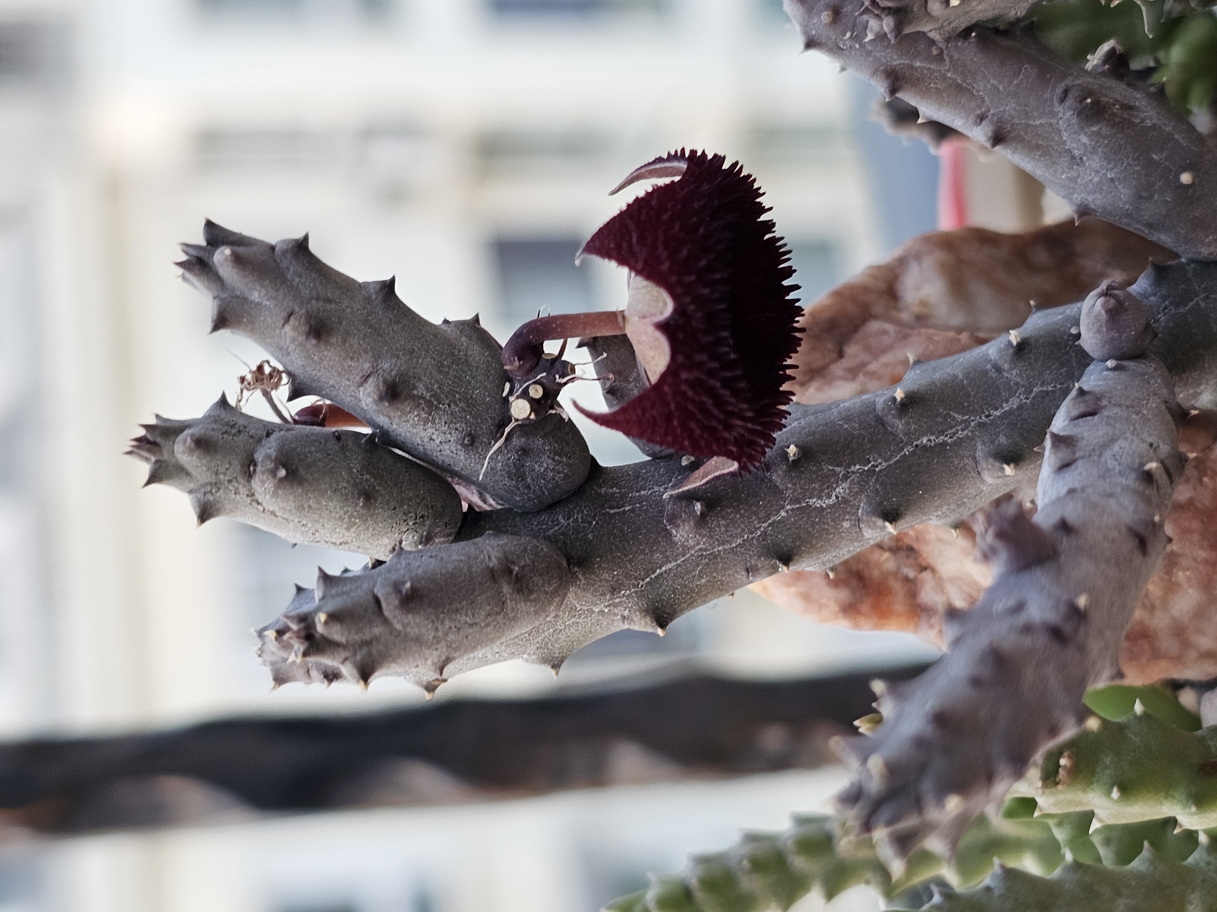 5.22 多肉～萝藦科之 杨梅开花了[嘻嘻]