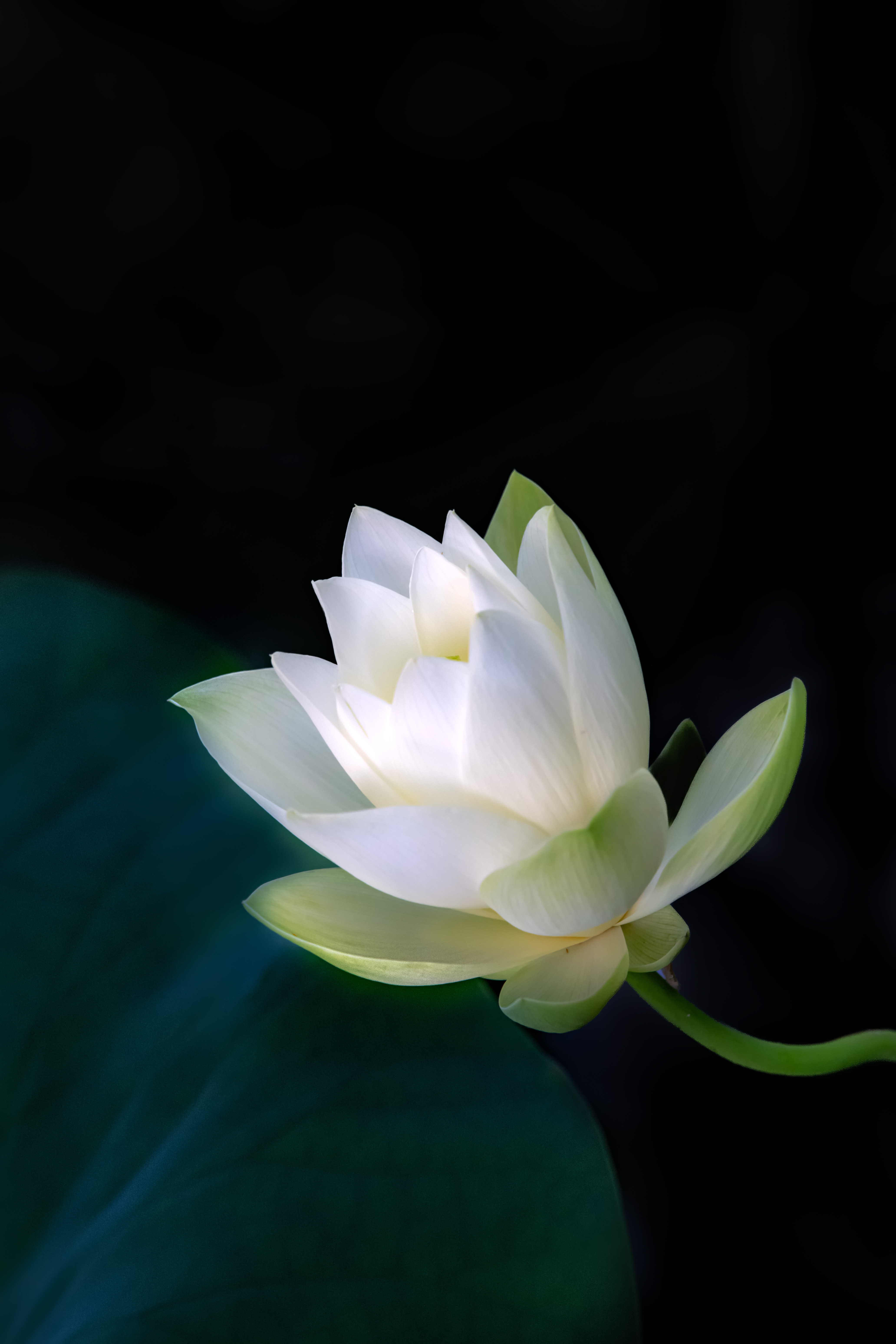 北京动物园畅观楼,小湖边的白莲花己盛开. 花儿年年开,每年各不同