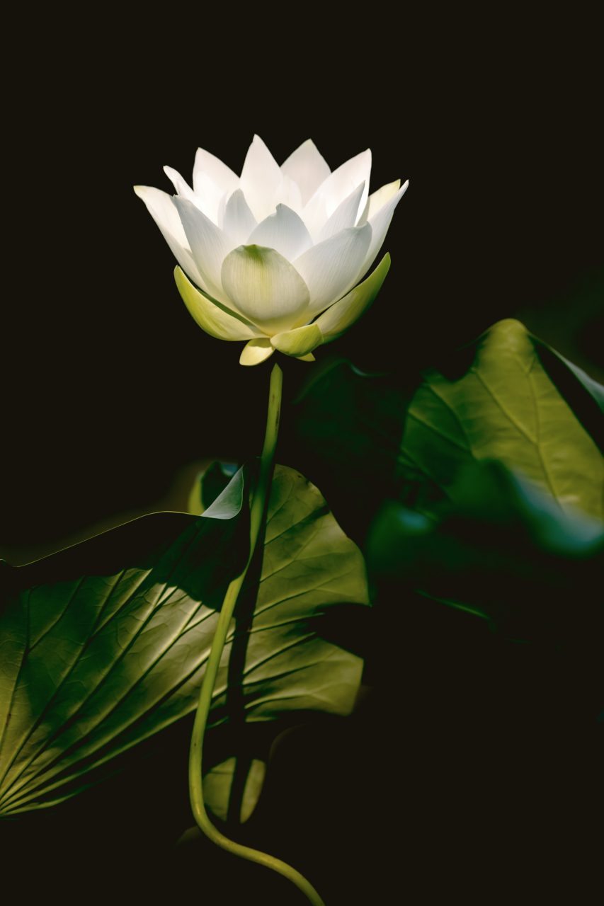 北京动物园畅观楼,小湖边的白莲花己盛开. 花儿年年开,每年各不同.