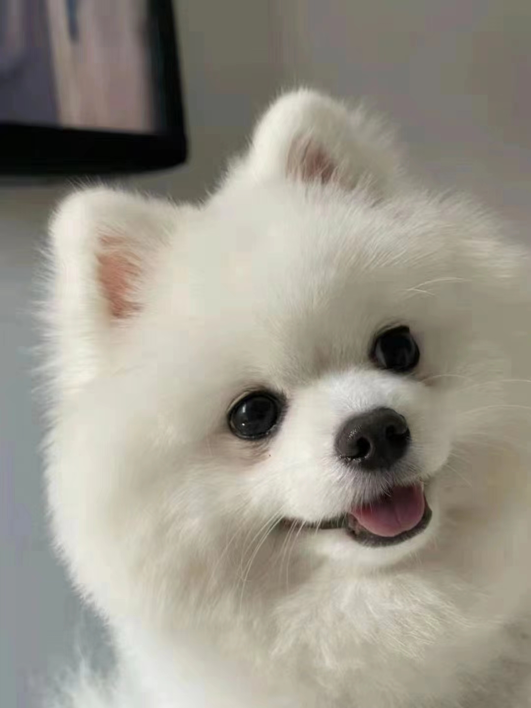 博美真的是犬心脏病的高发群体,数据显示7%左右的博美犬都患有心圆