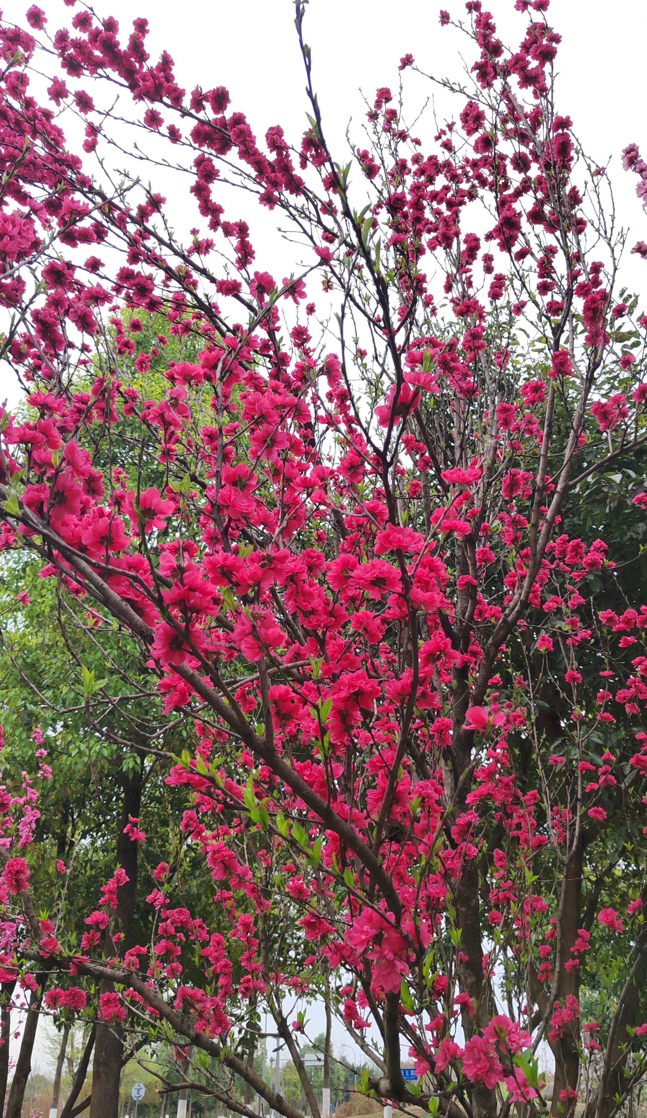 红艳桃花3朵图片