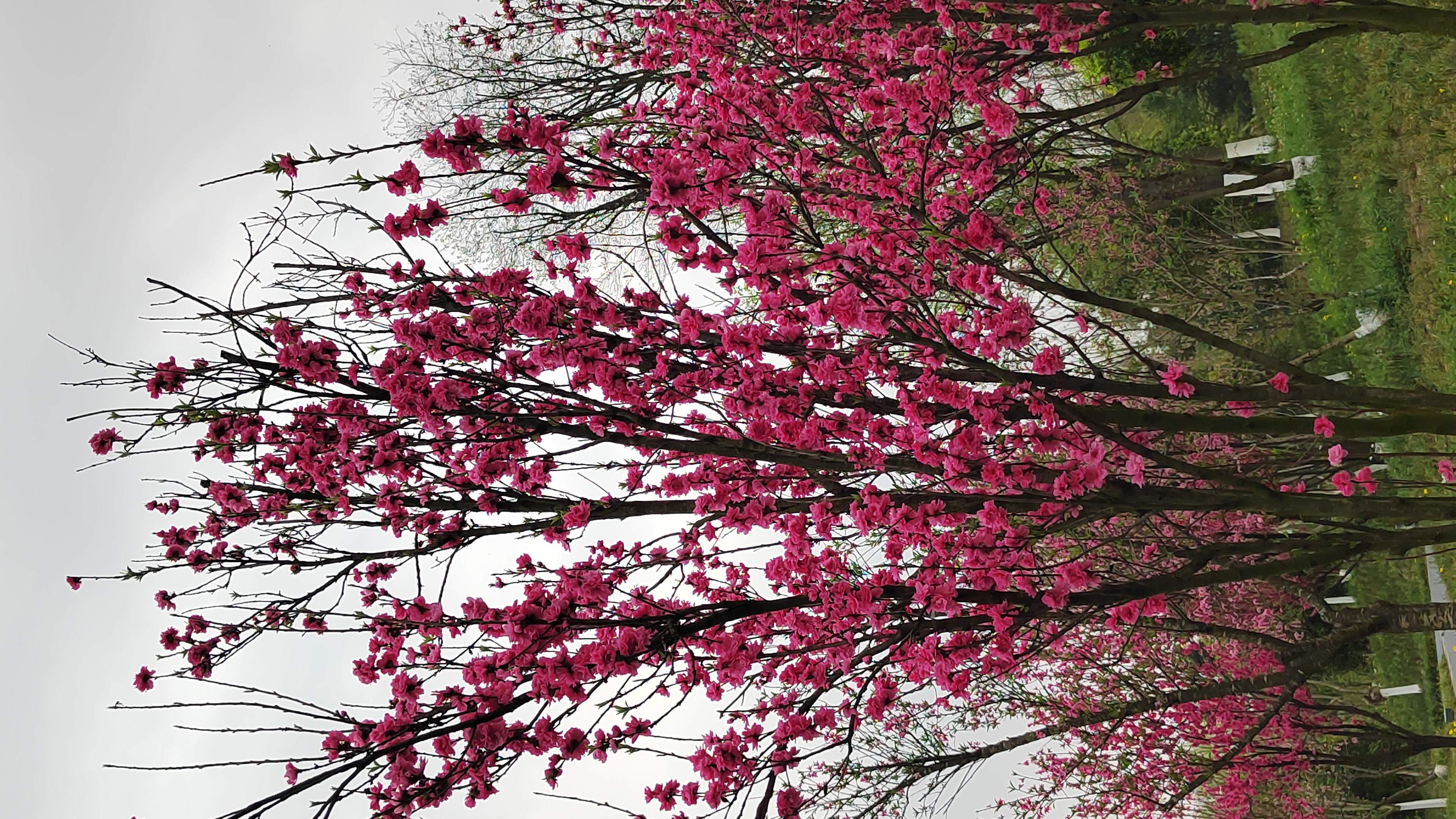 红艳桃花3朵图片