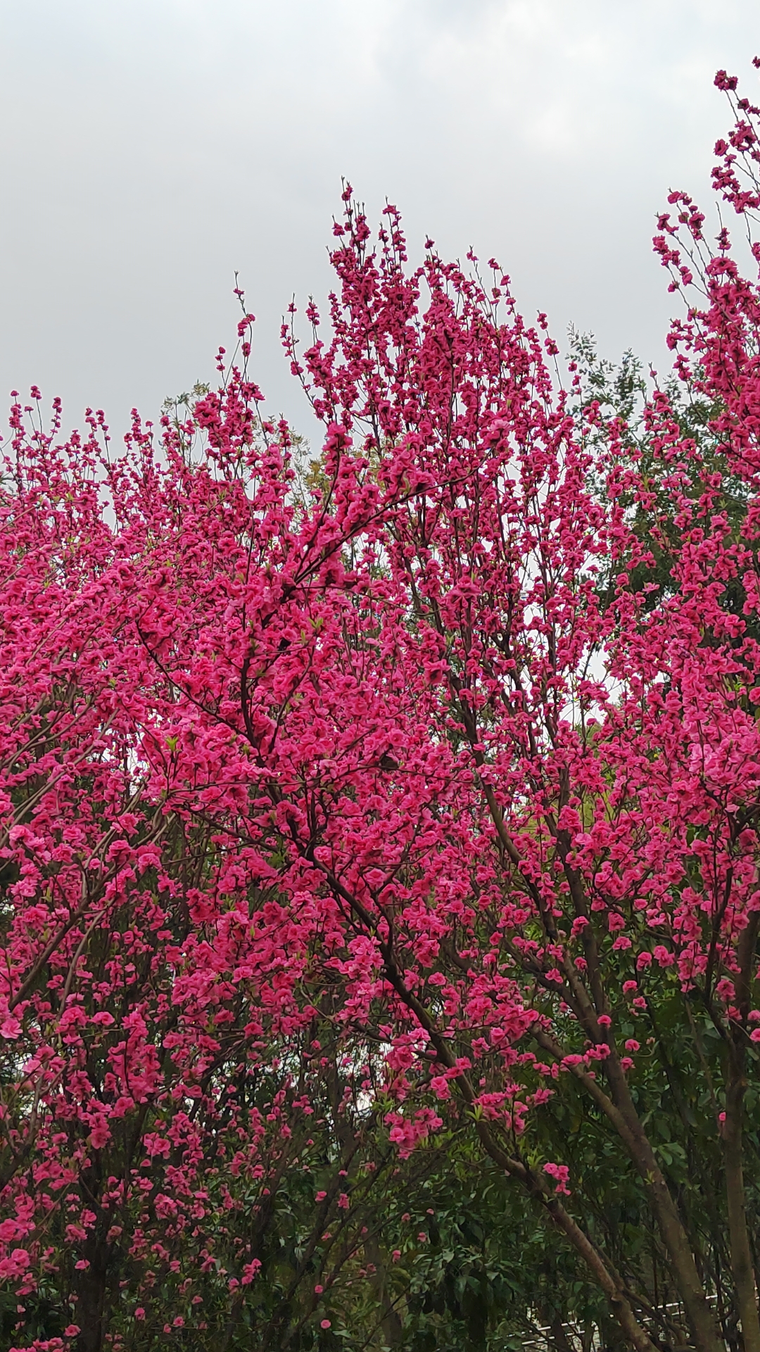 红艳桃花3朵图片