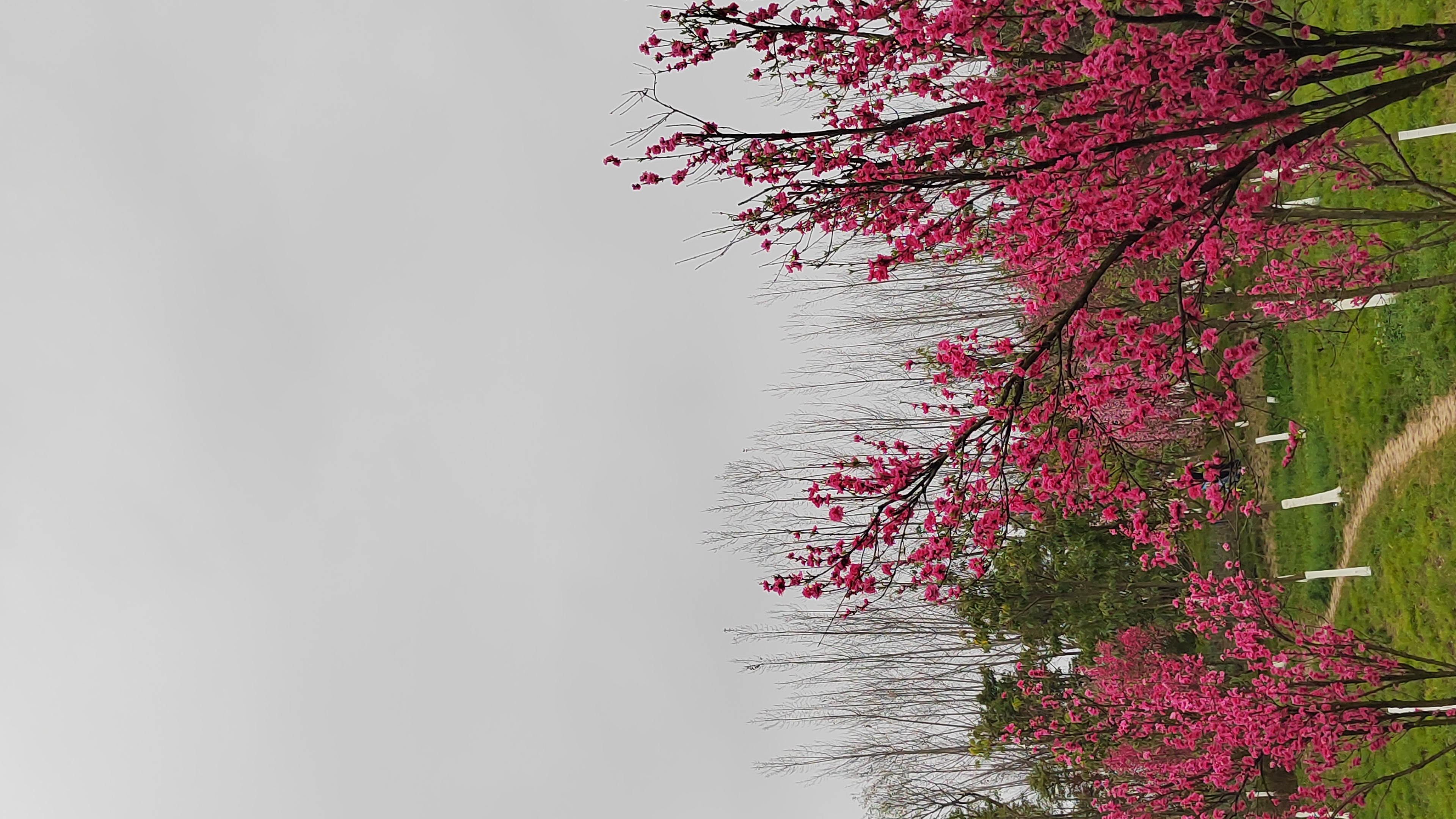 红艳桃花3朵图片