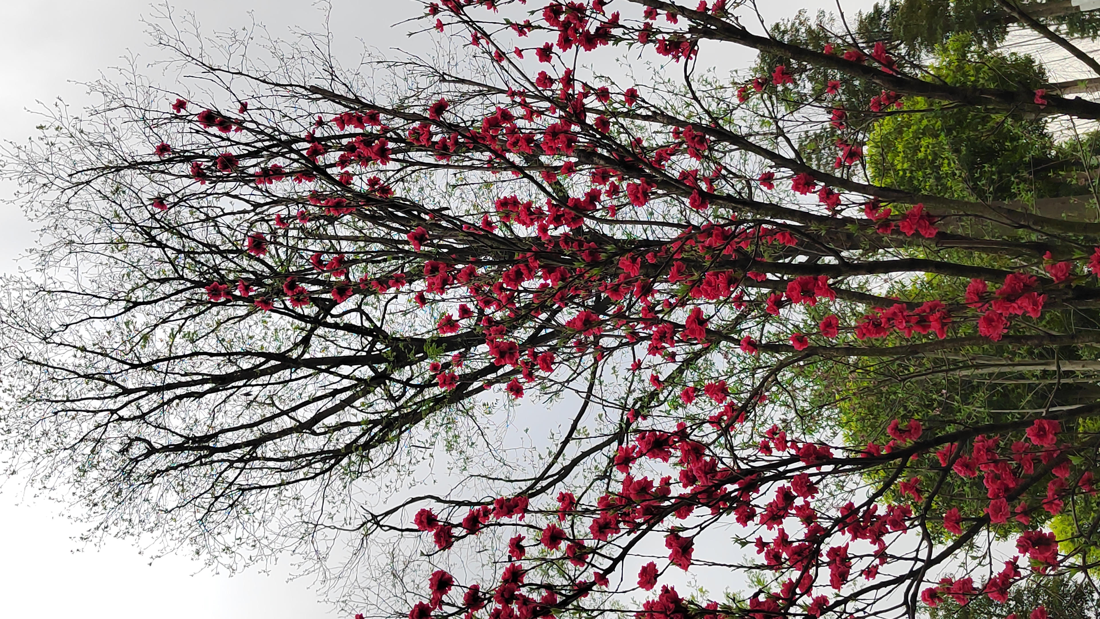 红艳桃花3朵图片