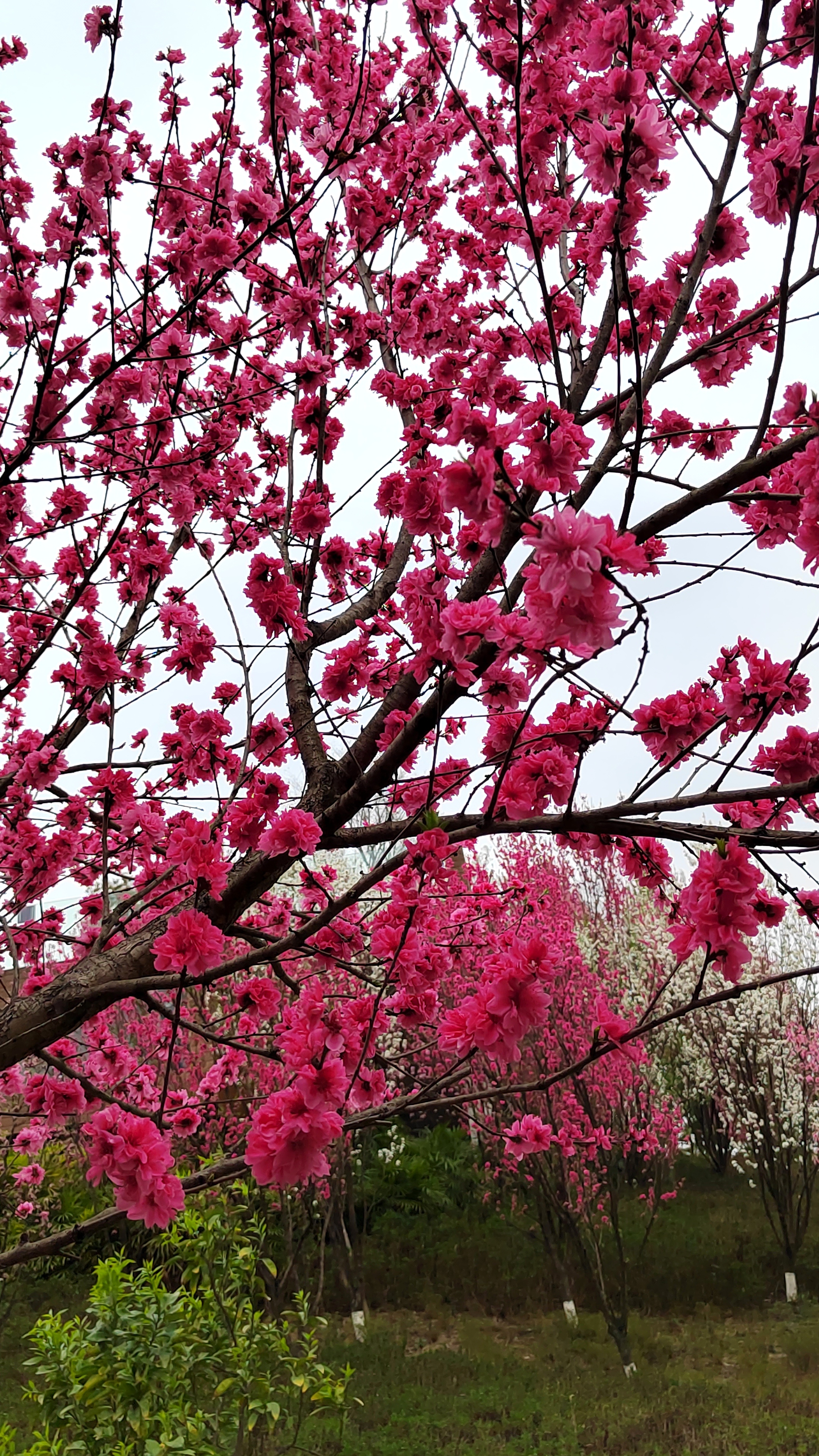 红艳桃花3朵图片