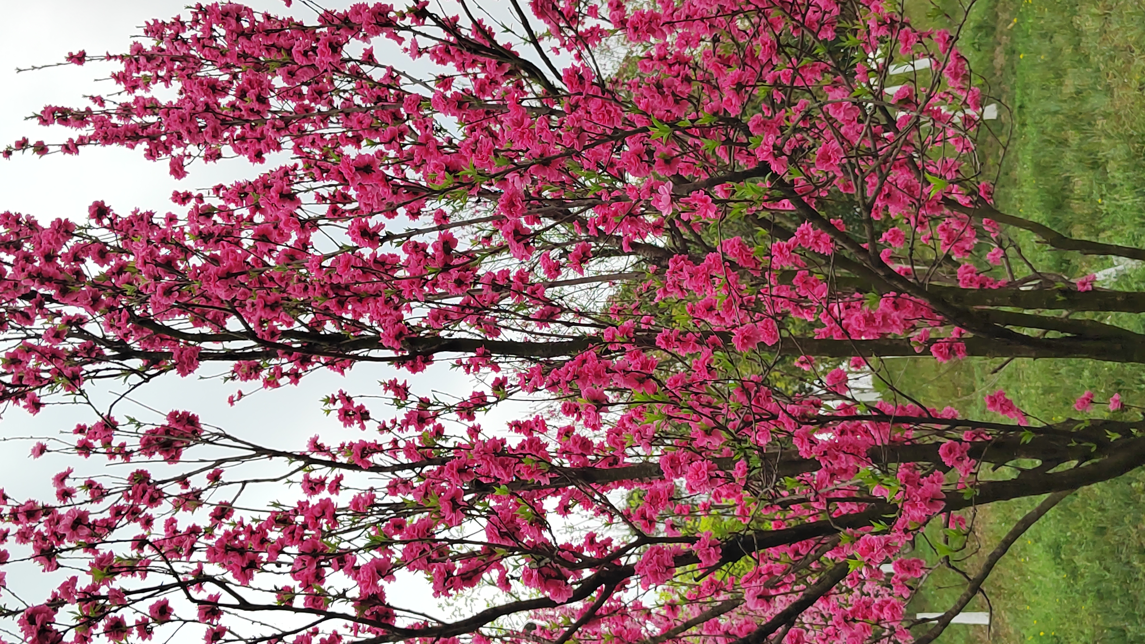 红艳桃花3朵图片