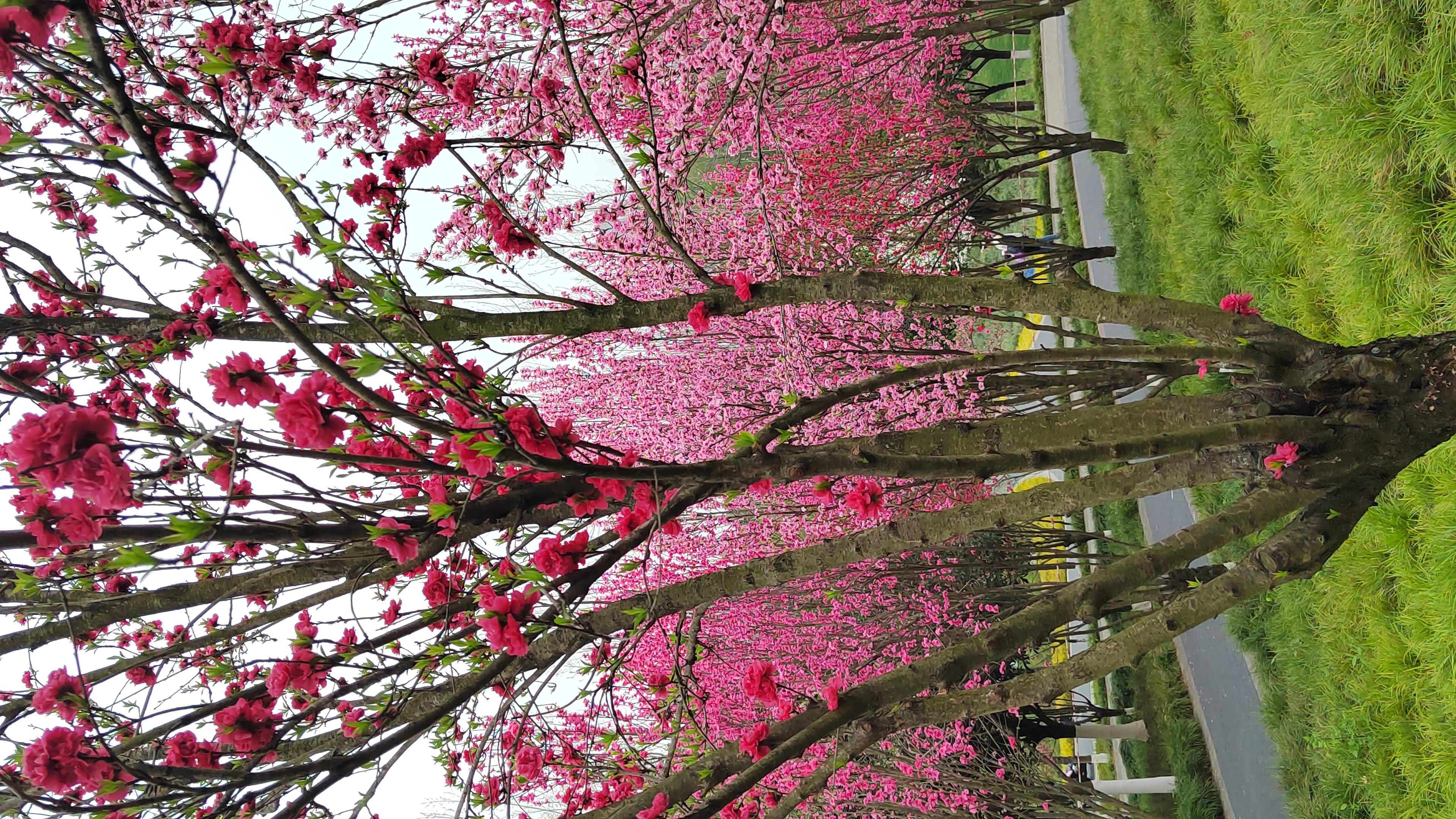 红艳桃花3朵图片