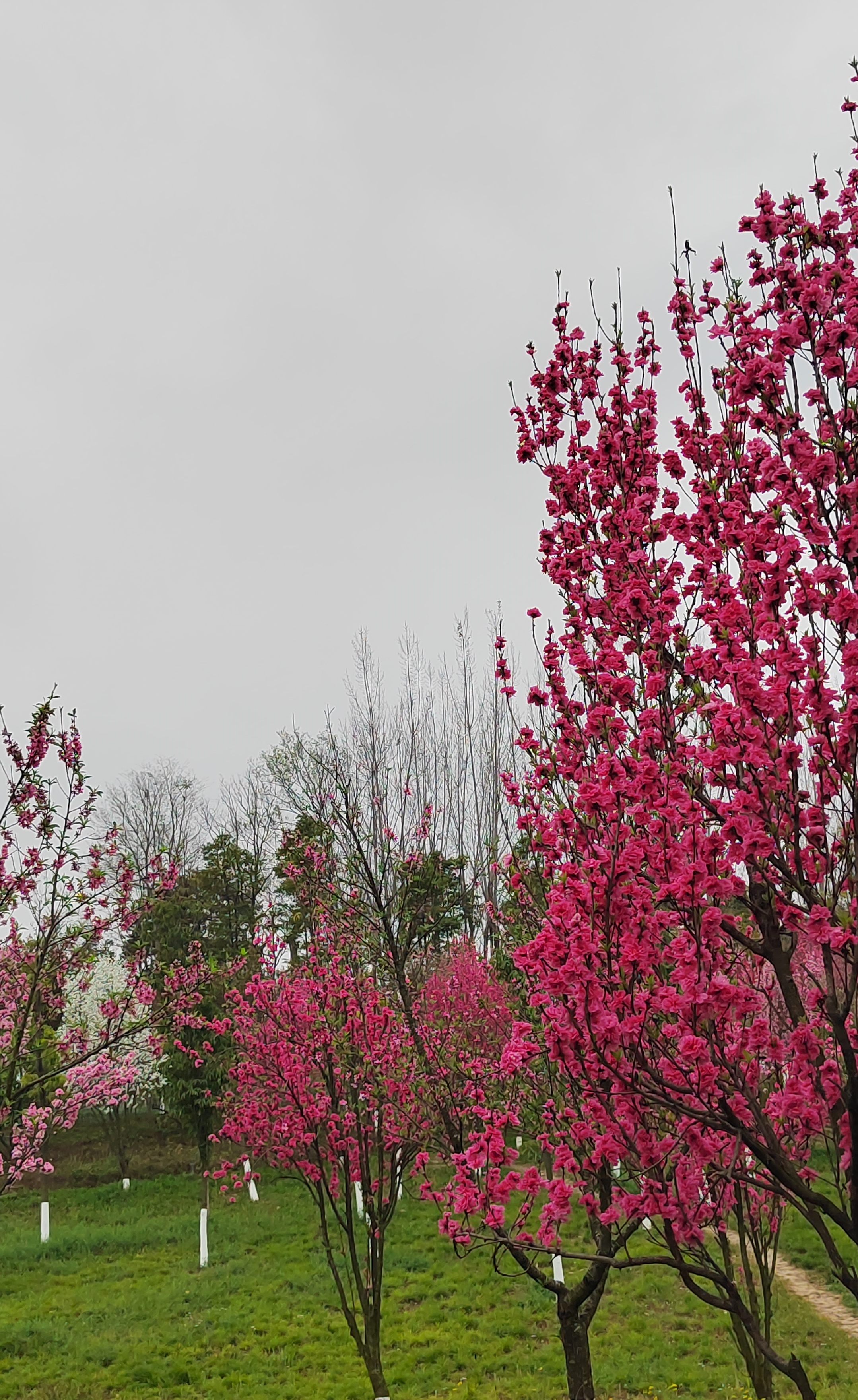 红艳桃花3朵图片