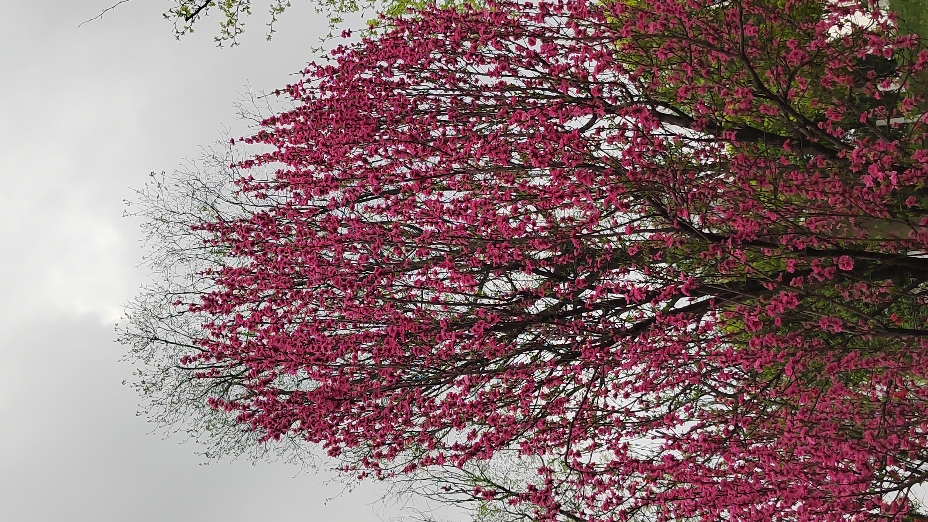 红艳桃花3朵图片