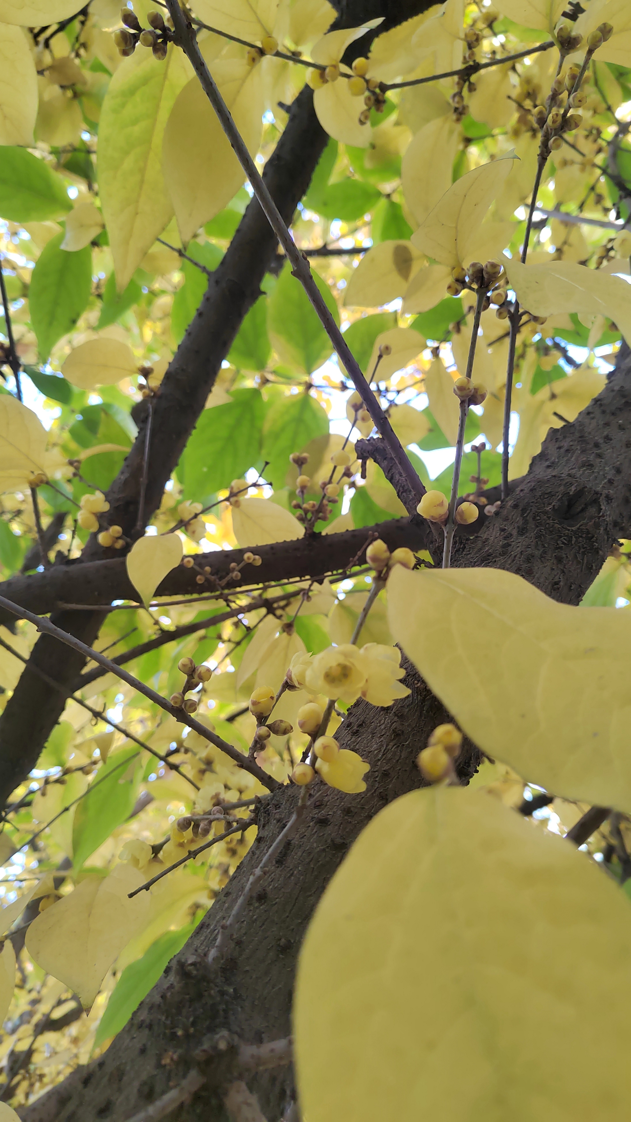 这暖冬的腊梅叶子比花多啊[三哈][抱抱][围观]