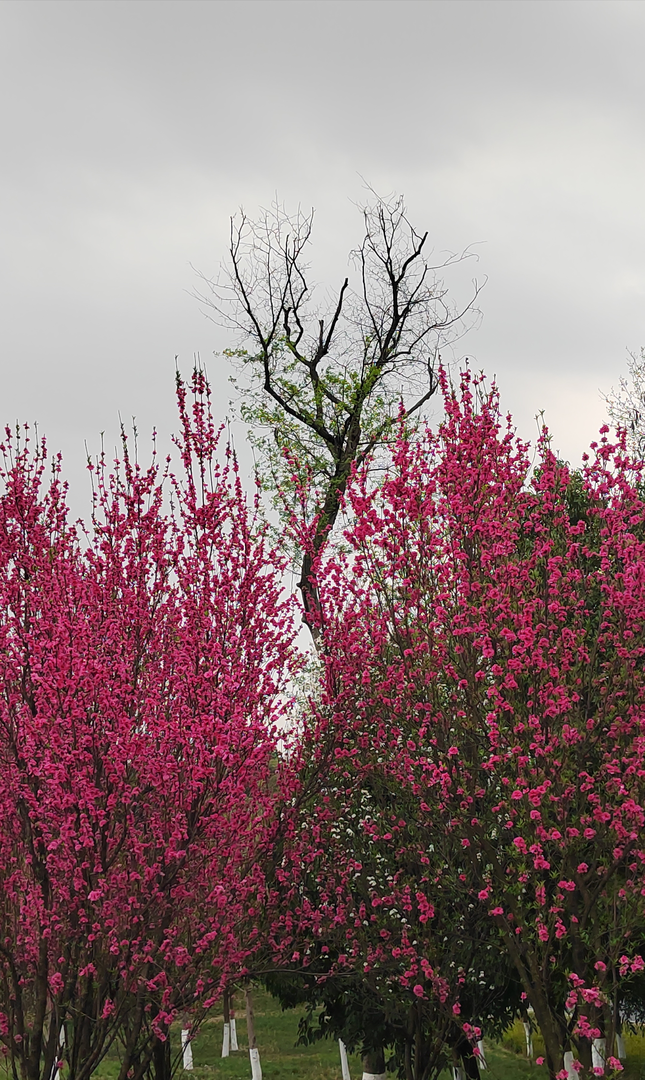 红艳桃花3朵图片