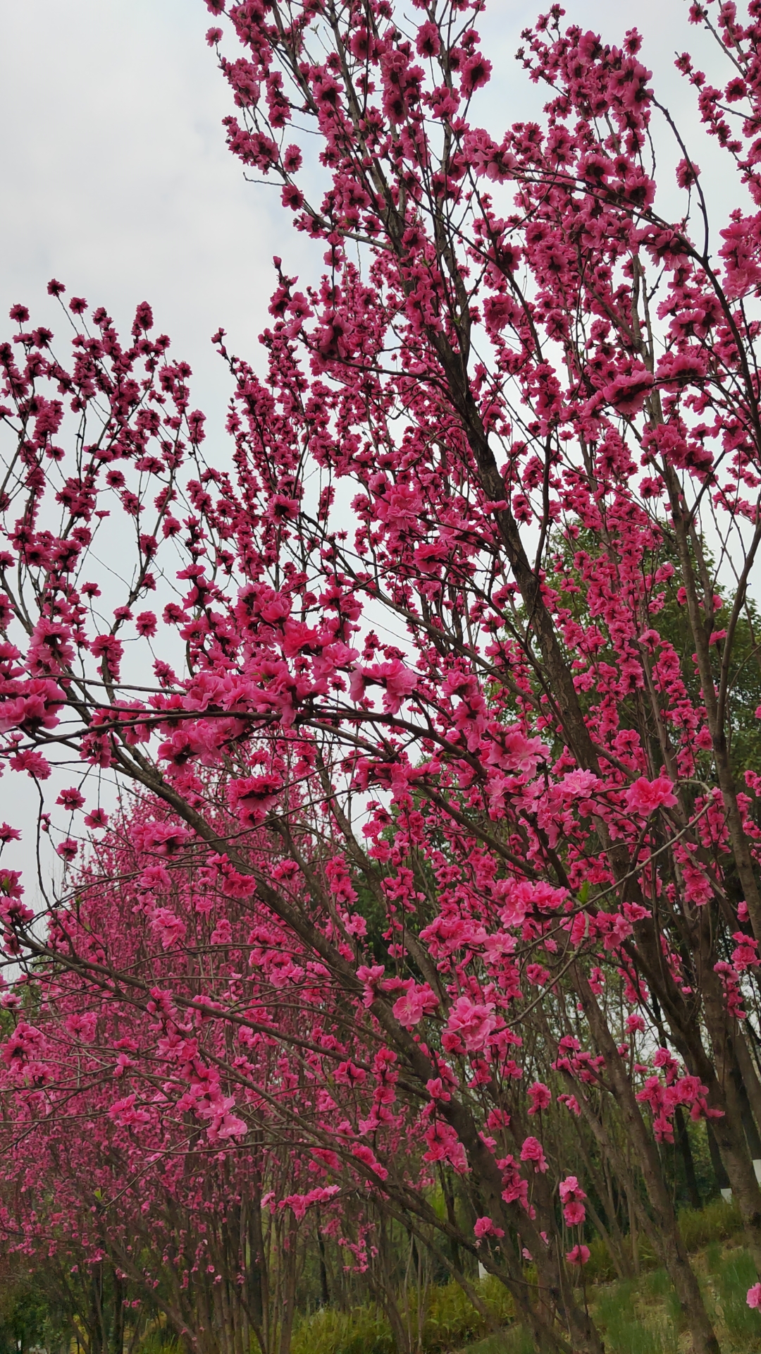 红艳桃花3朵图片