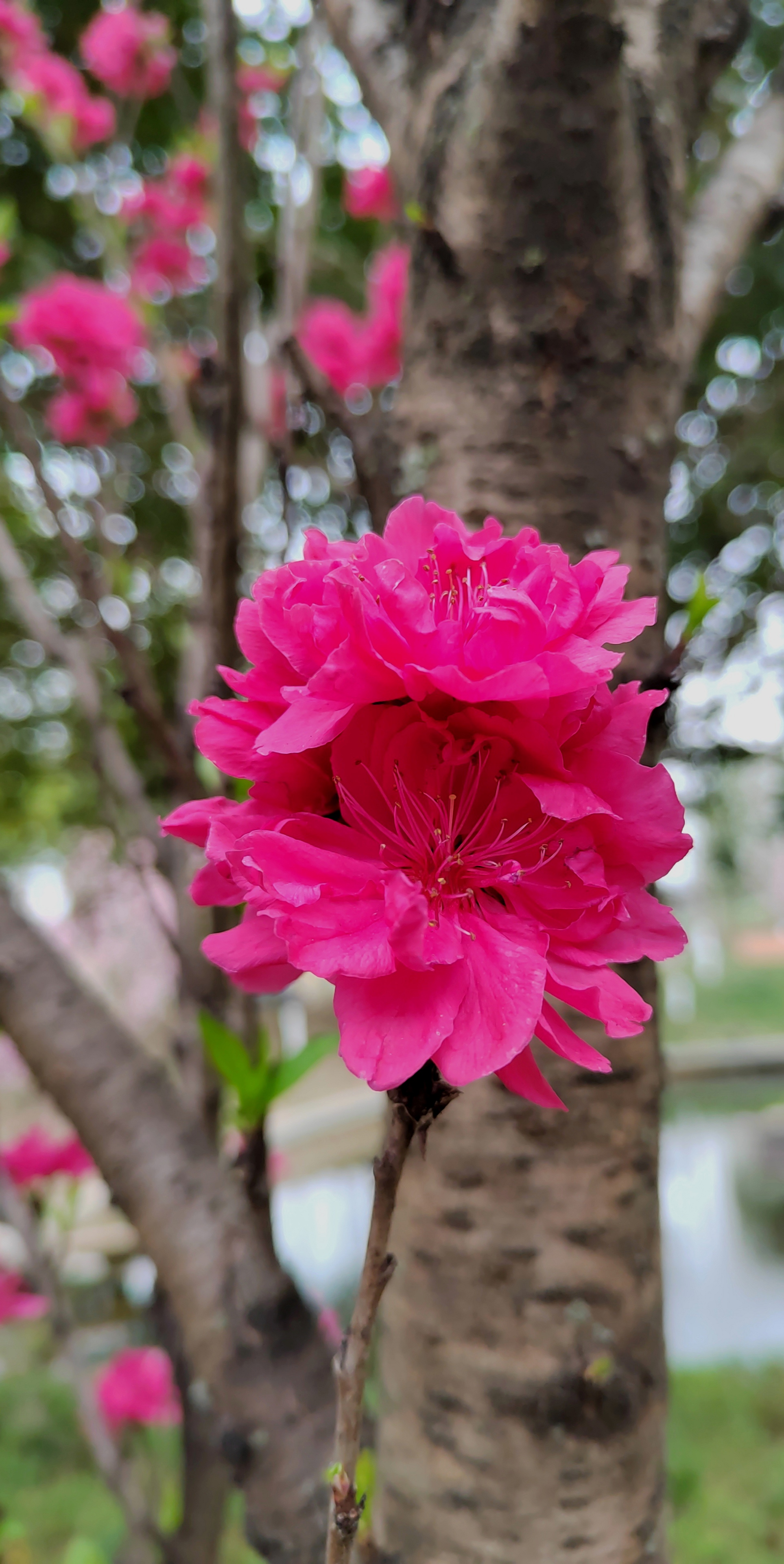 红艳桃花3朵图片