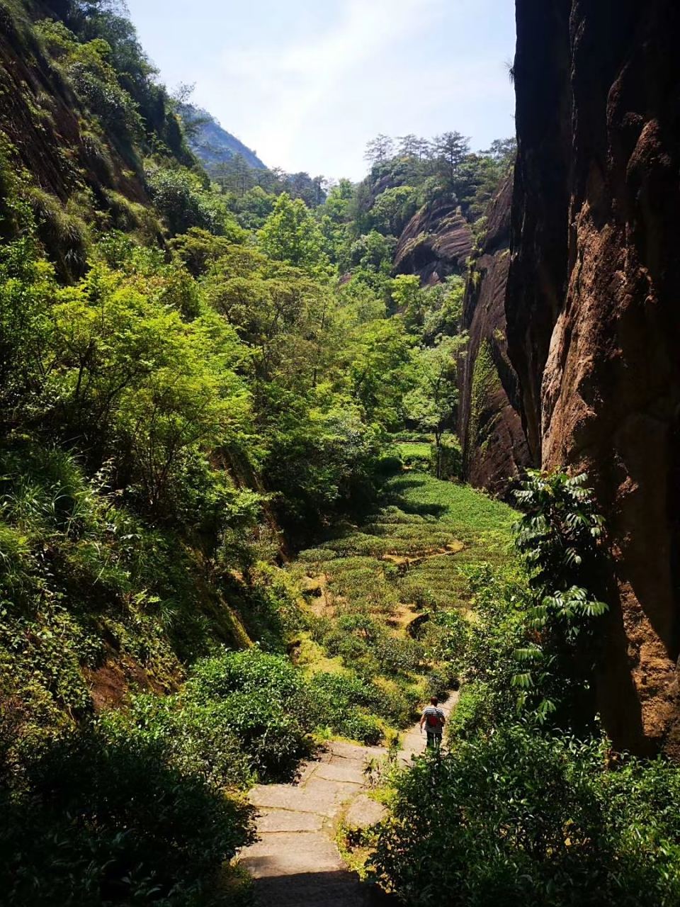 碧石岩,武夷山名岩之一,这里的肉桂品质极好,性价比非常高.