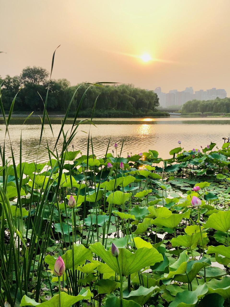 落日莲篷白鹭鸣,求上联