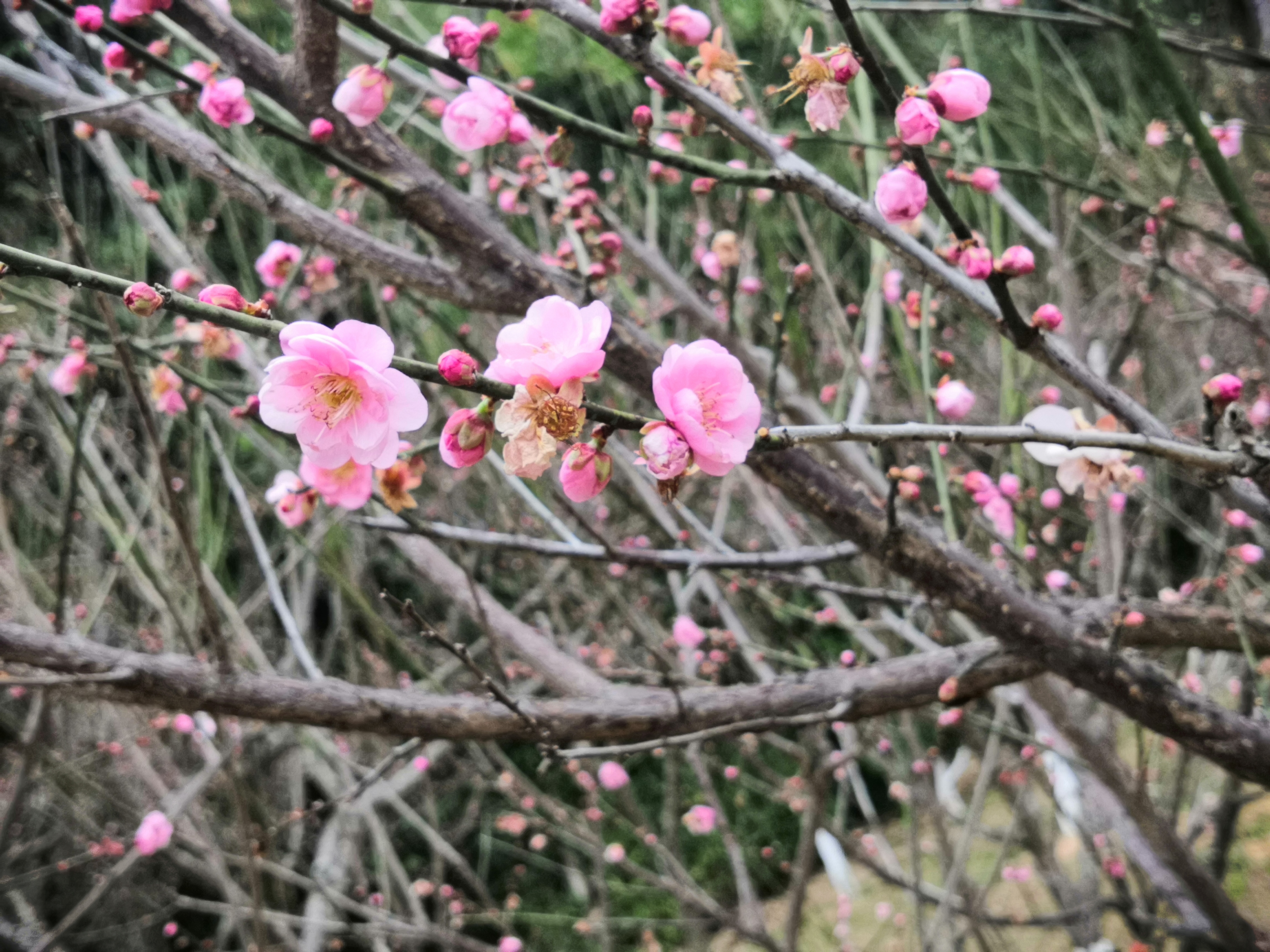 蓝天白云梅花图片大全图片