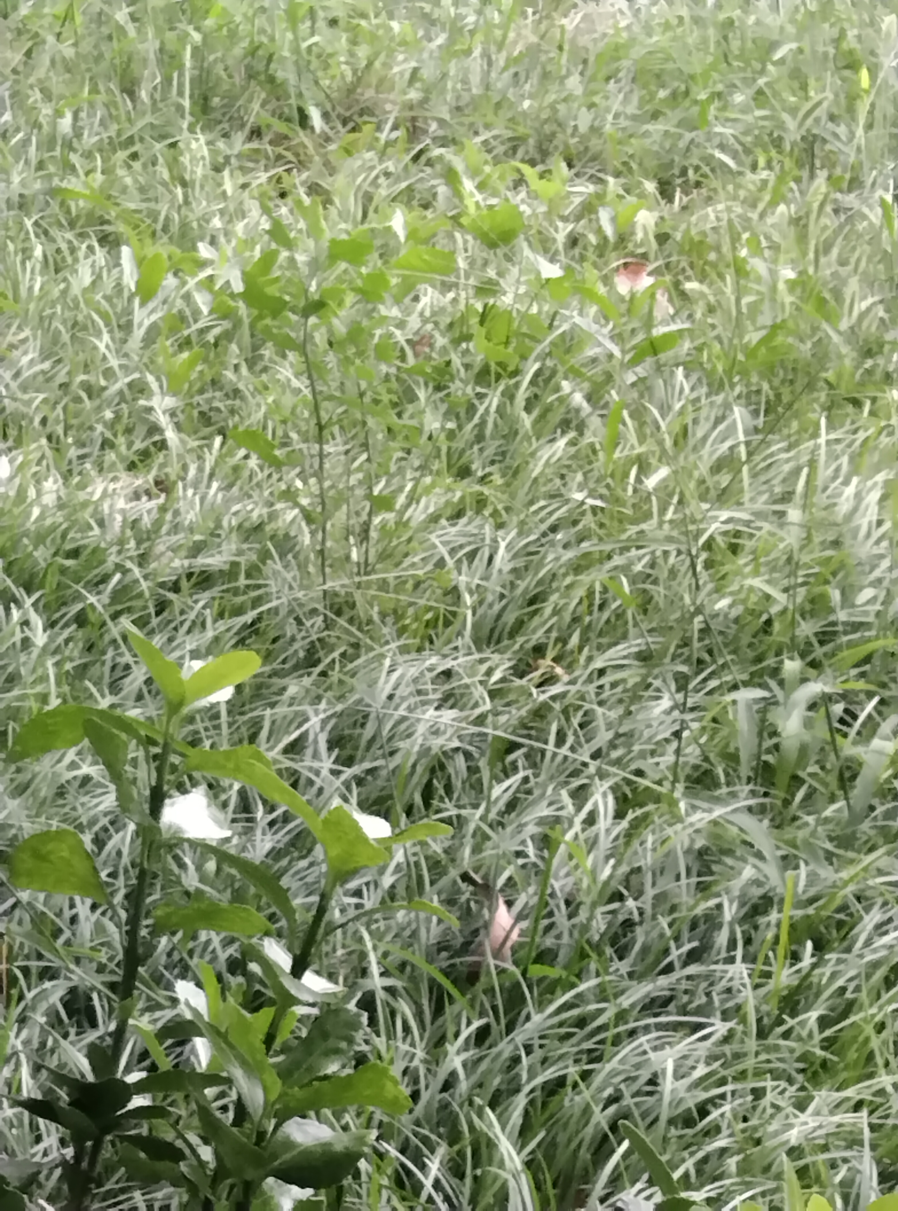 风景总是这边独好  快步走在路上,阳光洒落在身上,微风吹拂着脸庞.