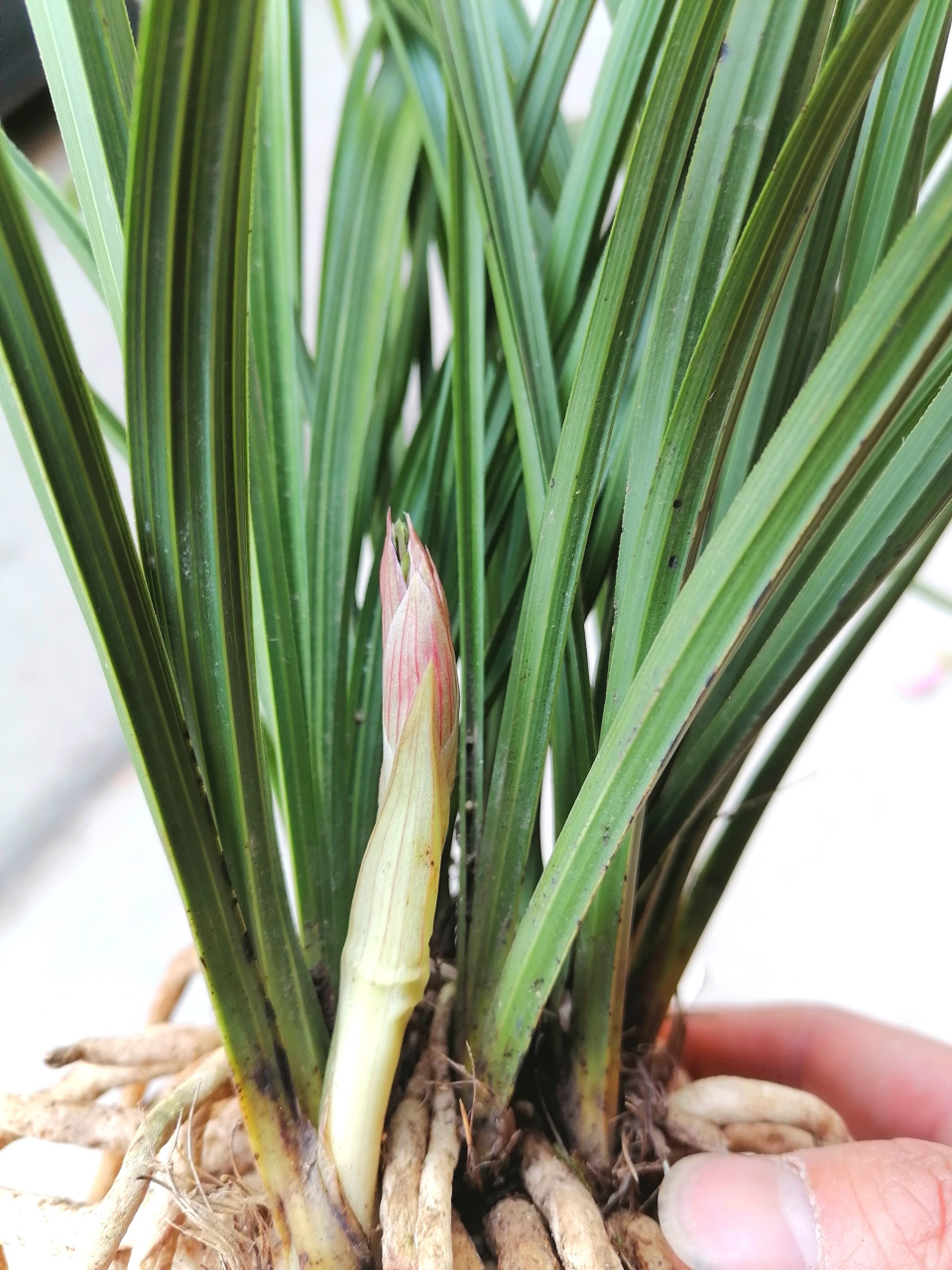 今天找到一颗11苗2花苞的浓香型蕙兰,根肥苗壮,这红色的花苞真是太