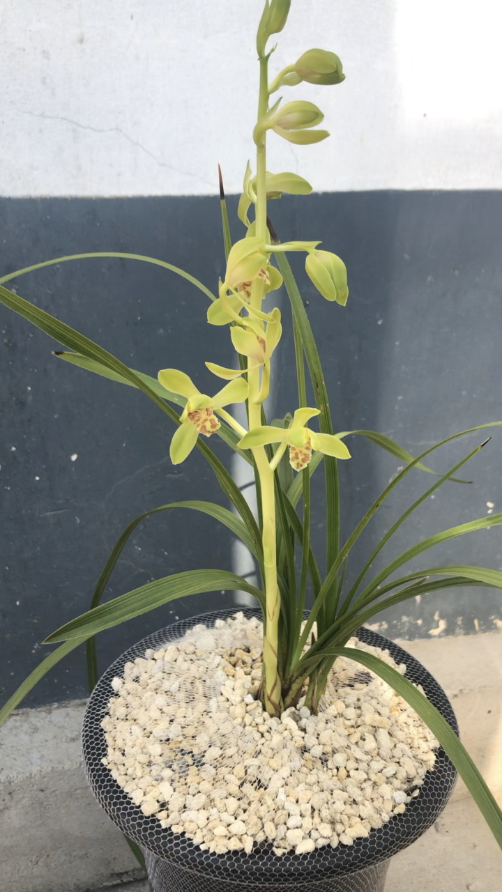 水仙瓣兰花花苞特征!