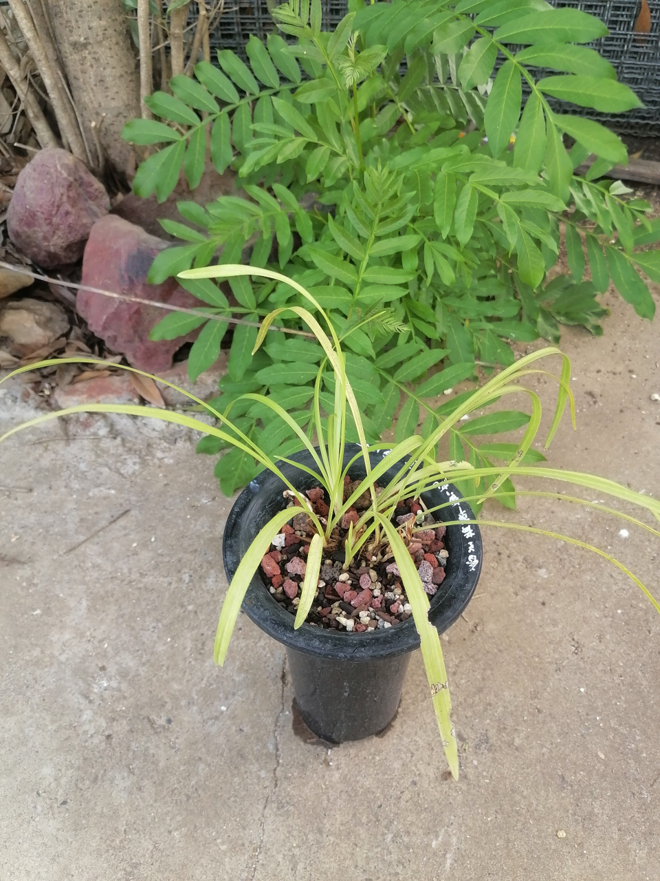 这盆春兰的黄草黄花今天看发现叶片上有艺出现了,照片看不清楚,肉眼