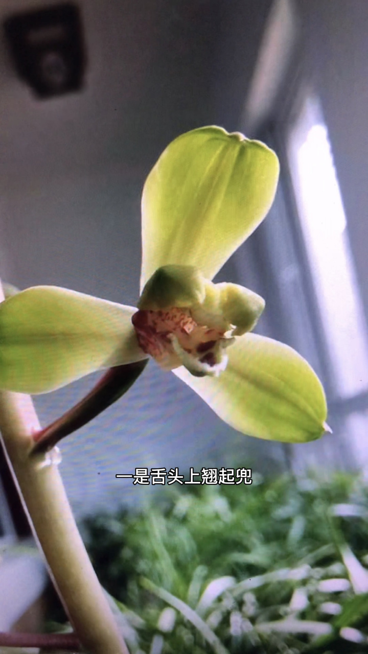 兰花舌头有五种大的生长形态,一是舌头上翘起兜,二是舌头向前平伸,三