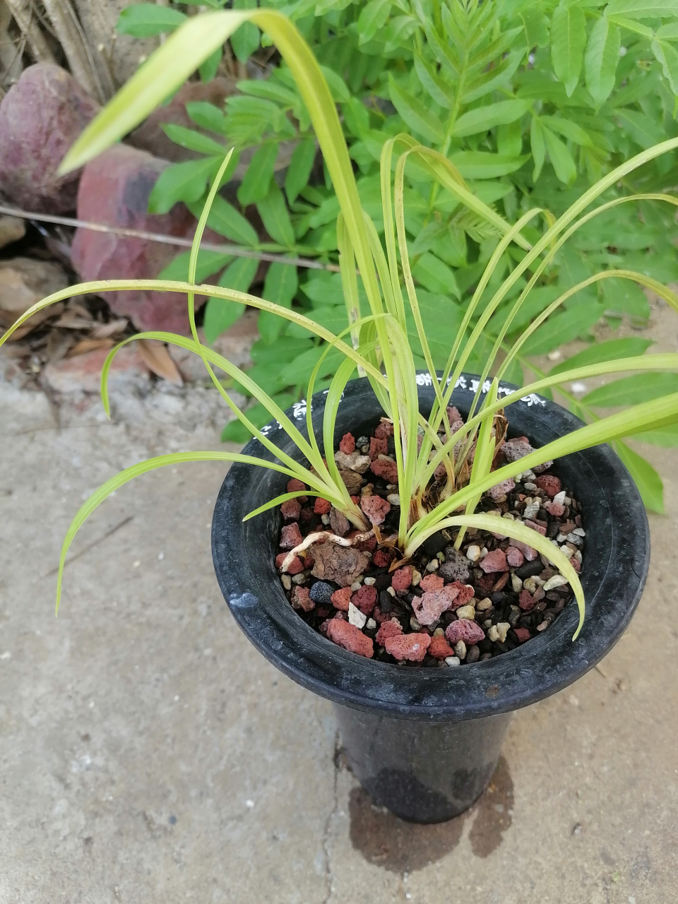 这盆春兰的黄草黄花今天看发现叶片上有艺出现了,照片看不清楚,肉眼