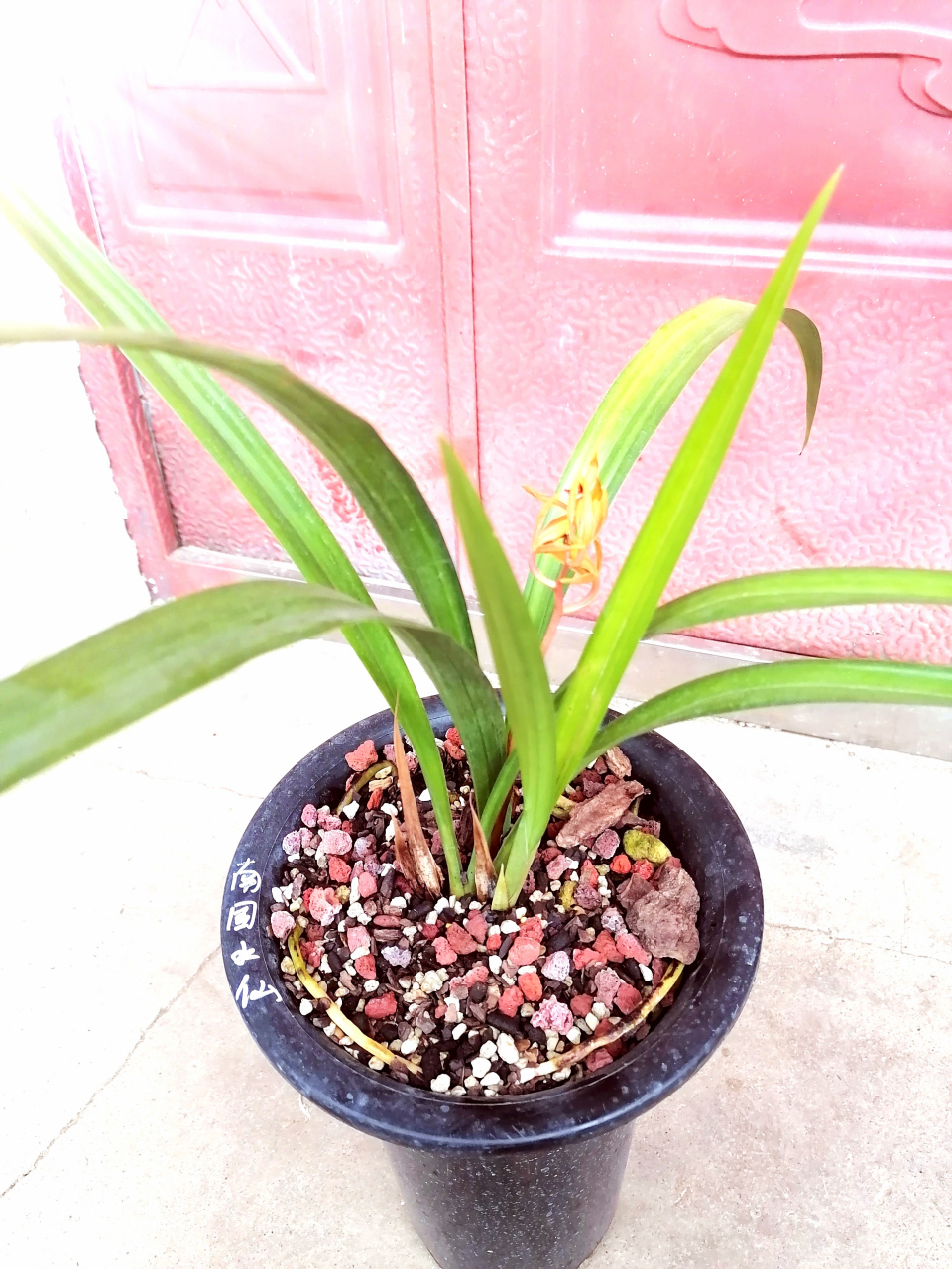 现在还在兰花中的墨兰南国水仙,这都5月中旬了,蕙兰花都谢了,墨兰还在