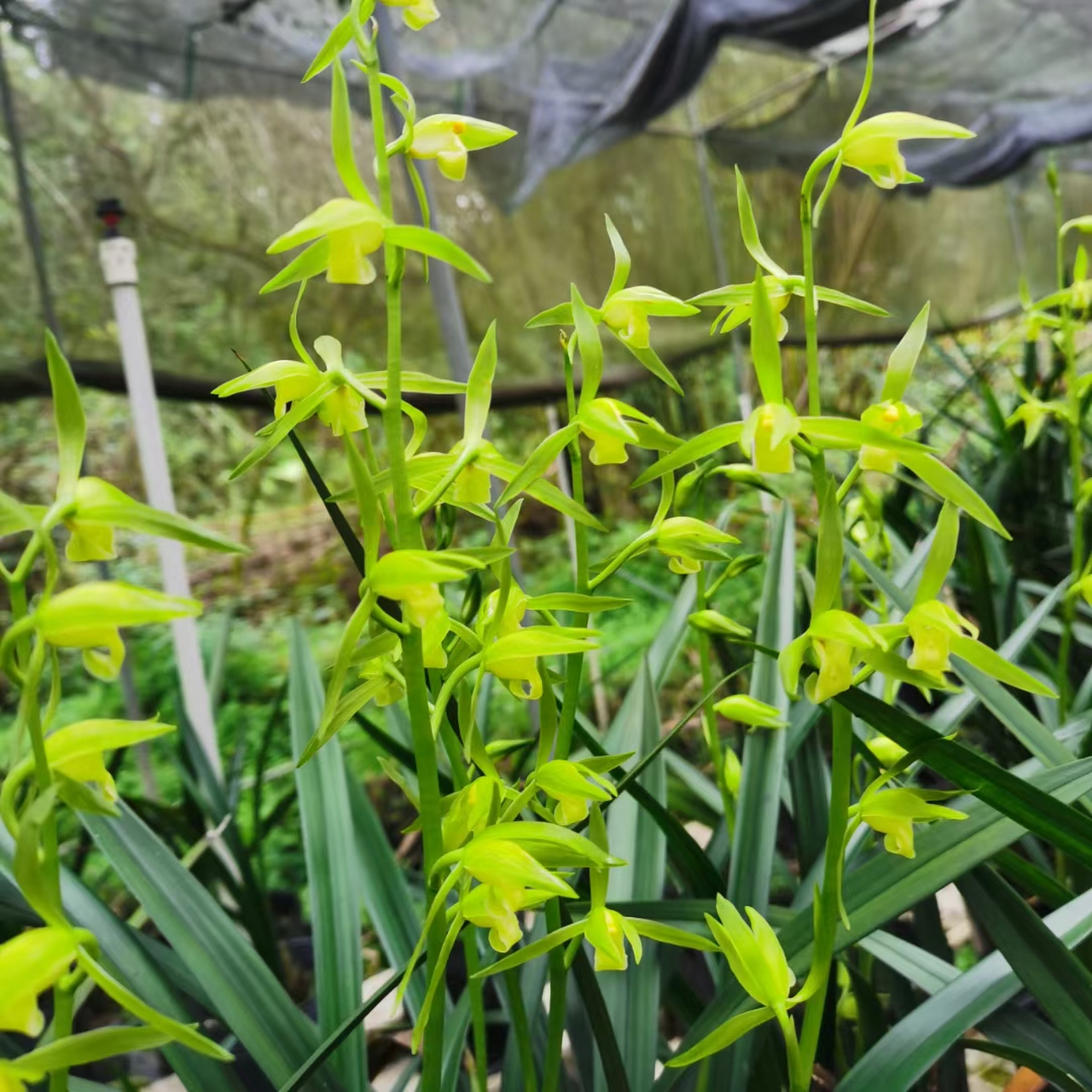 吴字翠还有点带花苞的,需要的亲下单来哦!