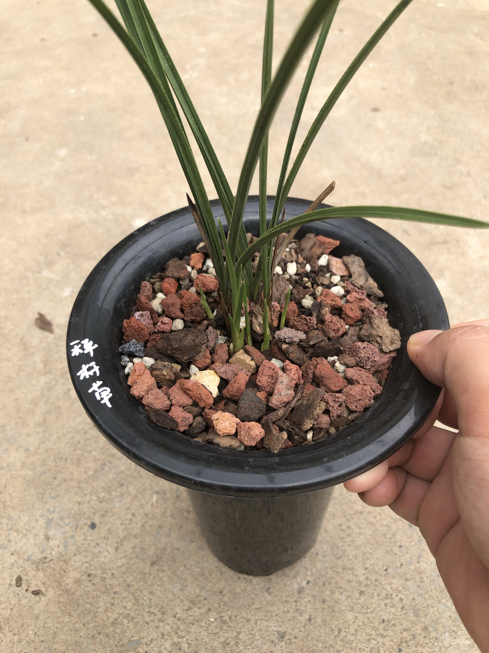 蕙兰秤杆草3发5,看上去很弱,实则不然 蕙兰秤杆草3个老苗发了5个新苗