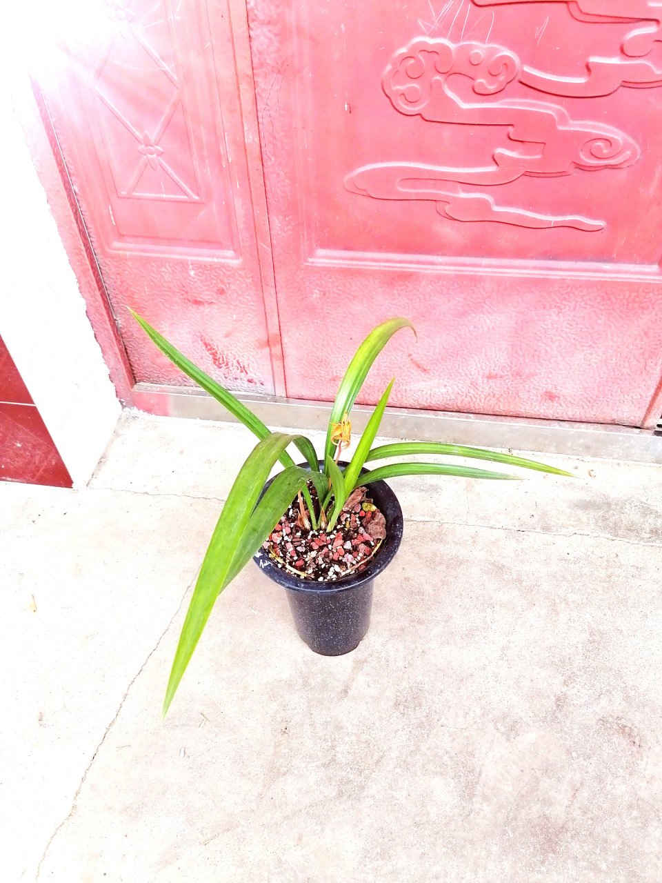 现在还在兰花中的墨兰南国水仙,这都5月中旬了,蕙兰花都谢了,墨兰还在