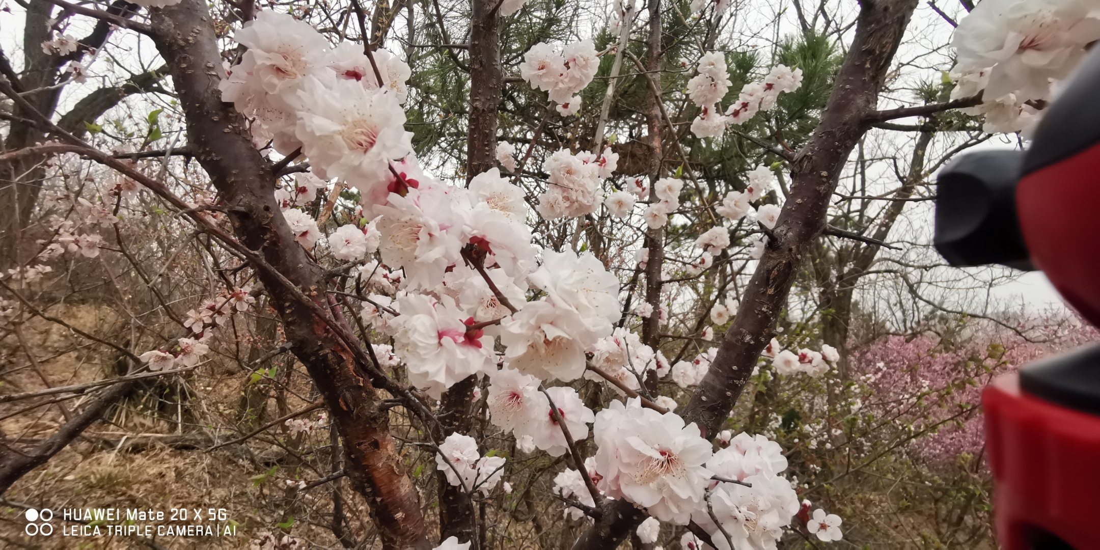青岛十梅庵公园