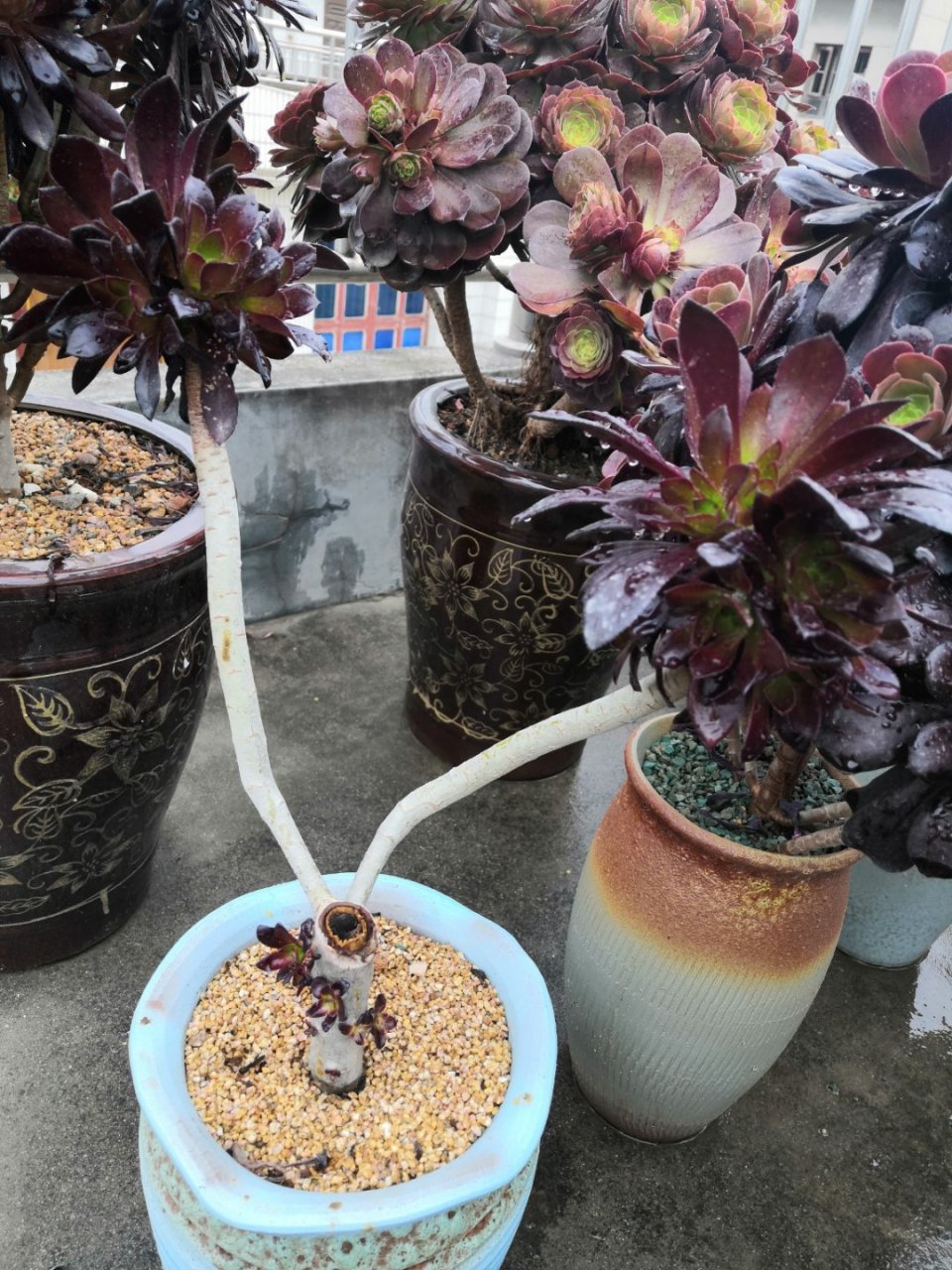 法师很美,但是也有黑腐的时候,这颗黑法师就是其中一棵,狠心砍头以后