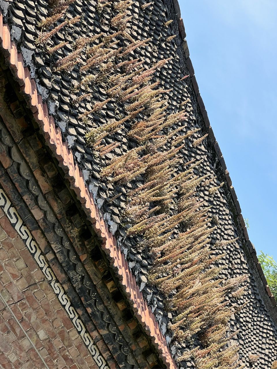 野生仙人掌和瓦棕