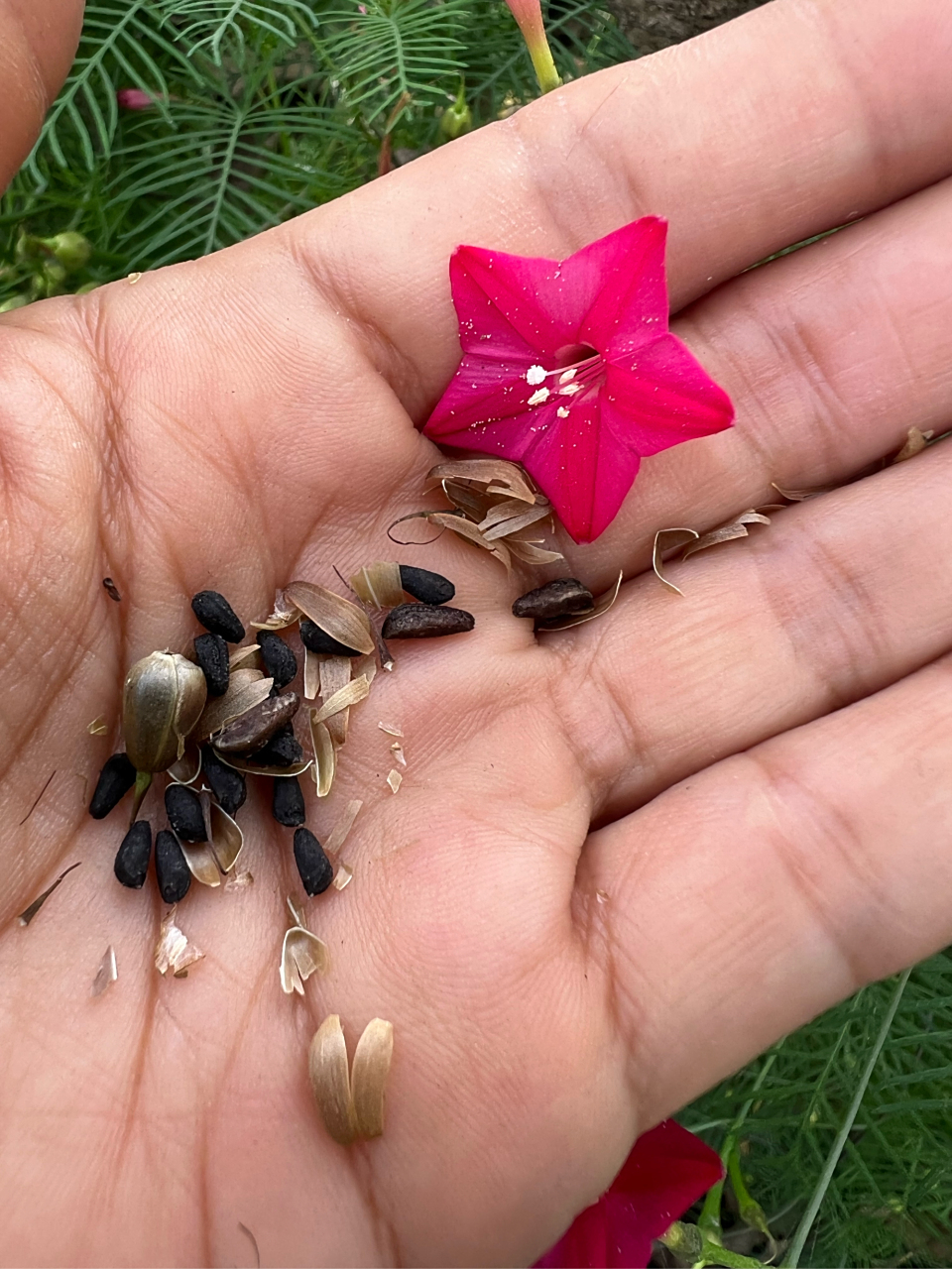 采收了茑萝花种子,粉色带条纹这个色还是第一次见,有哪些朋友想要种子