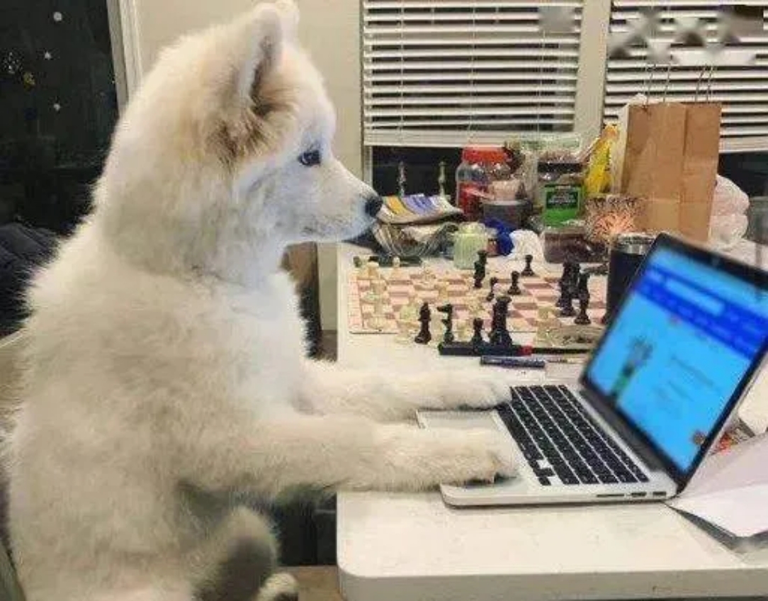 狗狗像模像样地学着铲屎官的样子,坐在电脑前认真地盯着屏幕,它的眼神