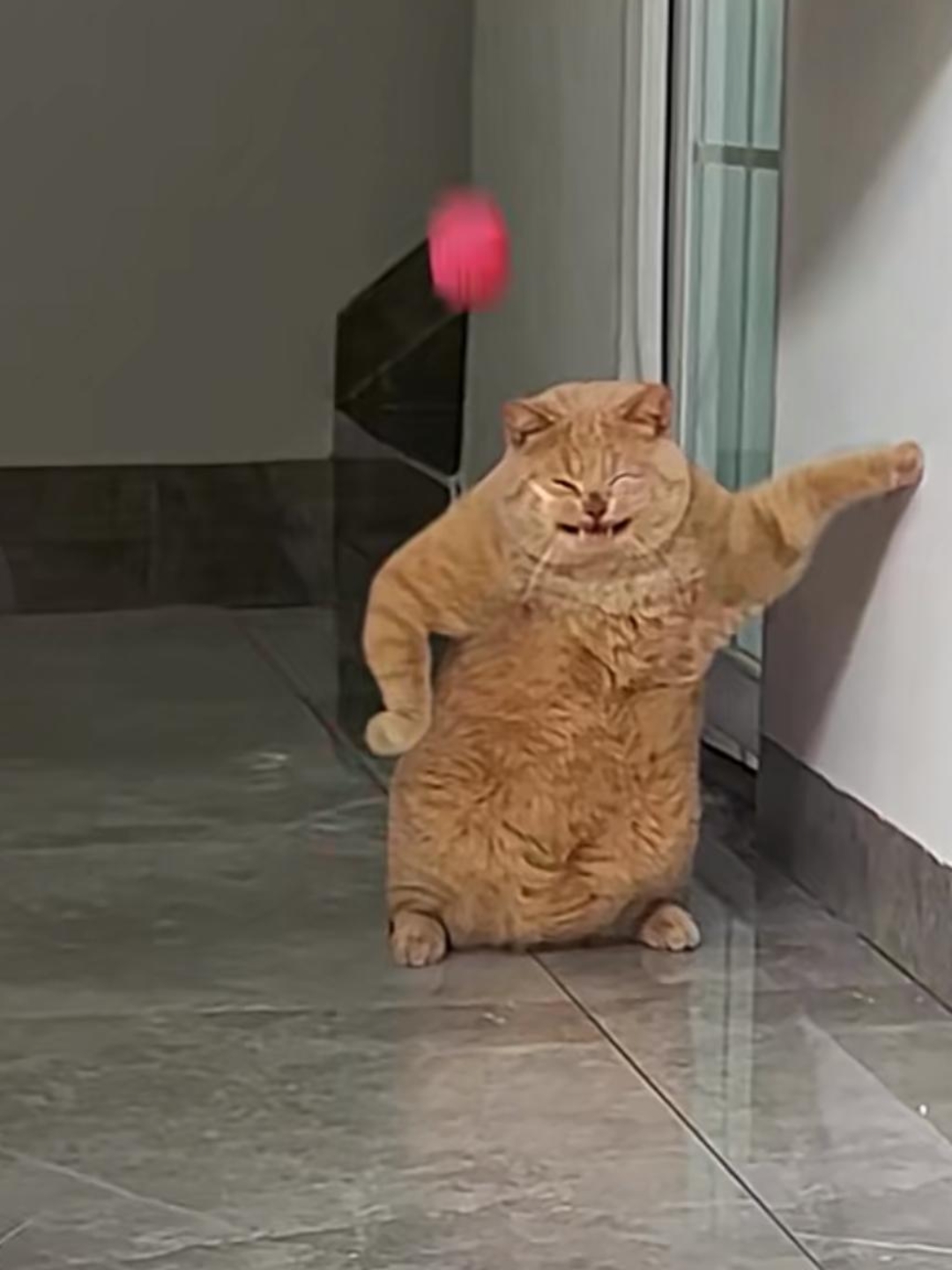 哈哈,猫猫表情包,绝对是快乐的源泉,能把烦恼都赶跑!#热点引擎计划