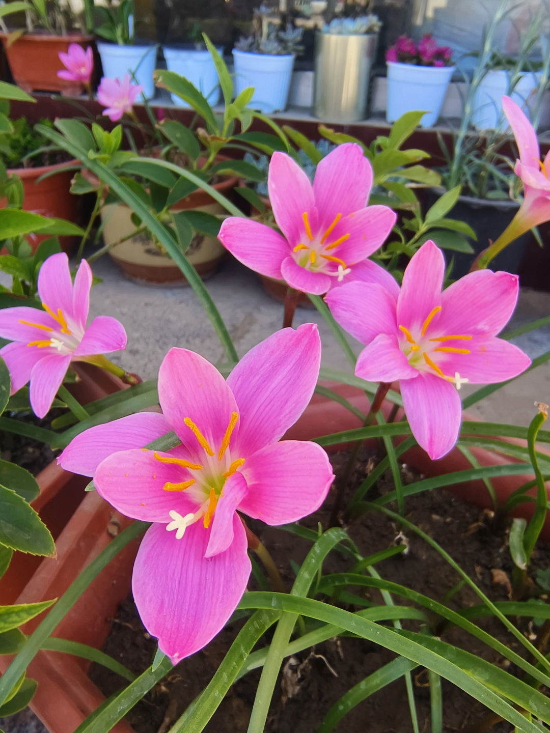 韭兰,石蒜科葱莲属,夏季开花,玫红色,花大,非常适合家庭盆栽.#花卉
