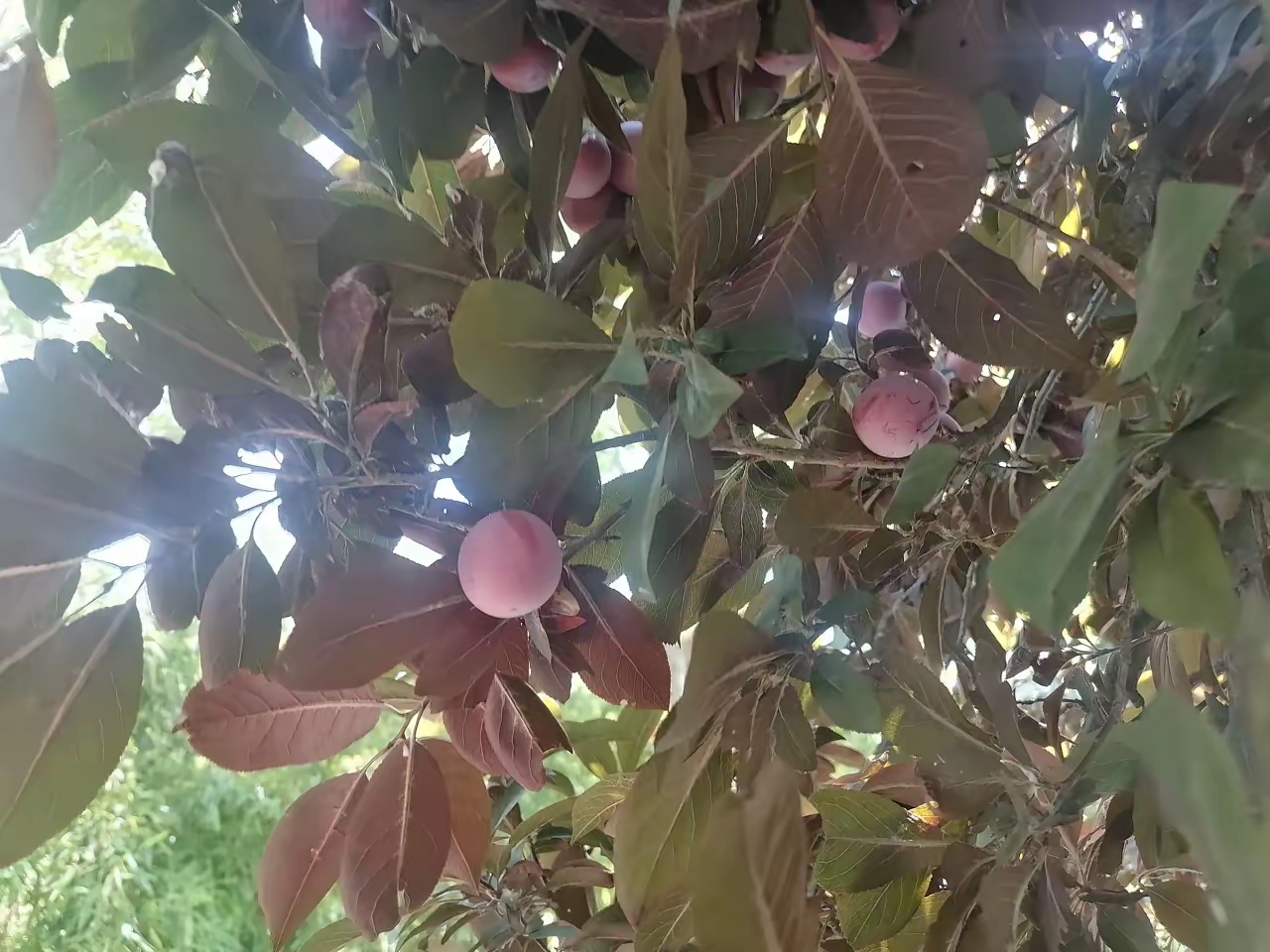 小区绿化带里的红叶李,结出的果子红得诱人无比.