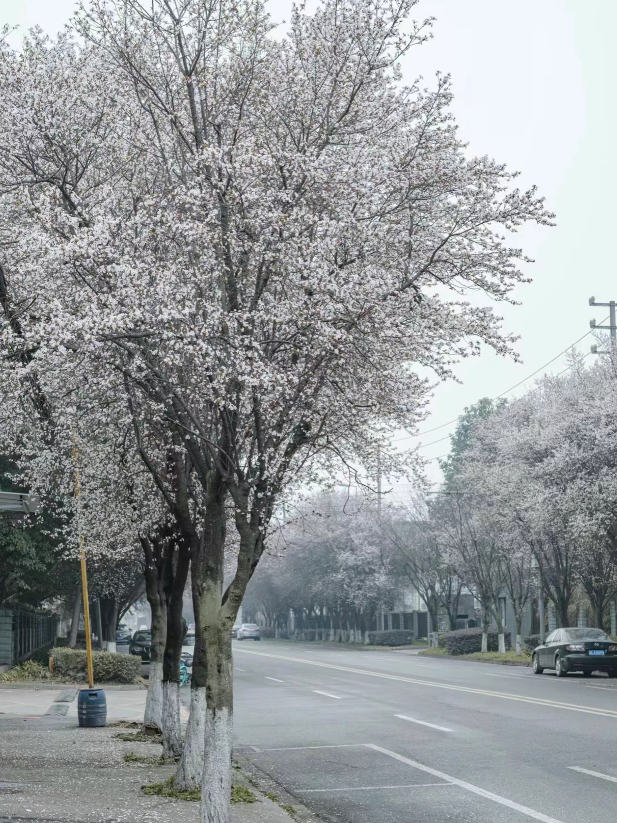 紫叶李 是个好树种