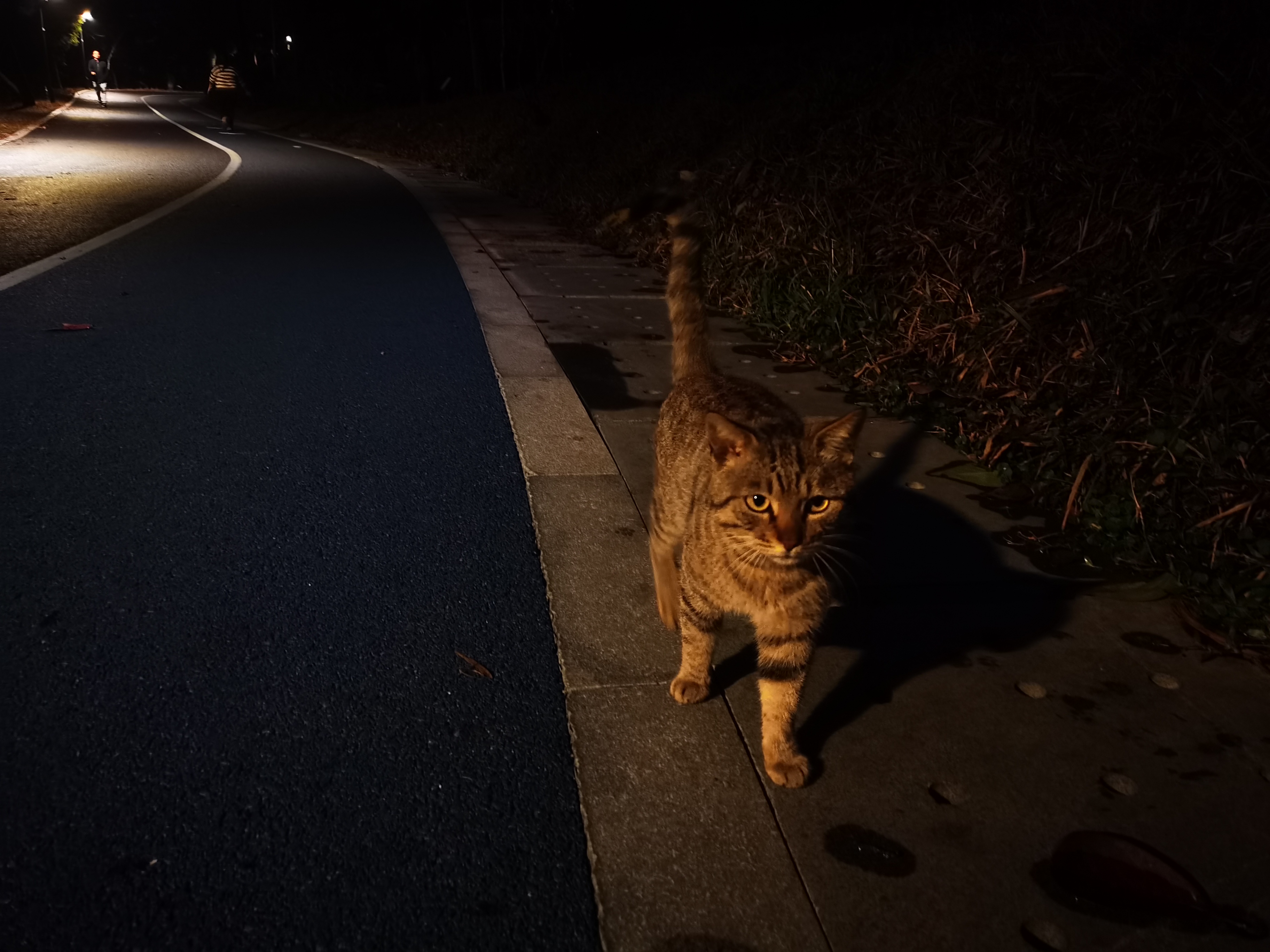 深夜巷子里的猫图片