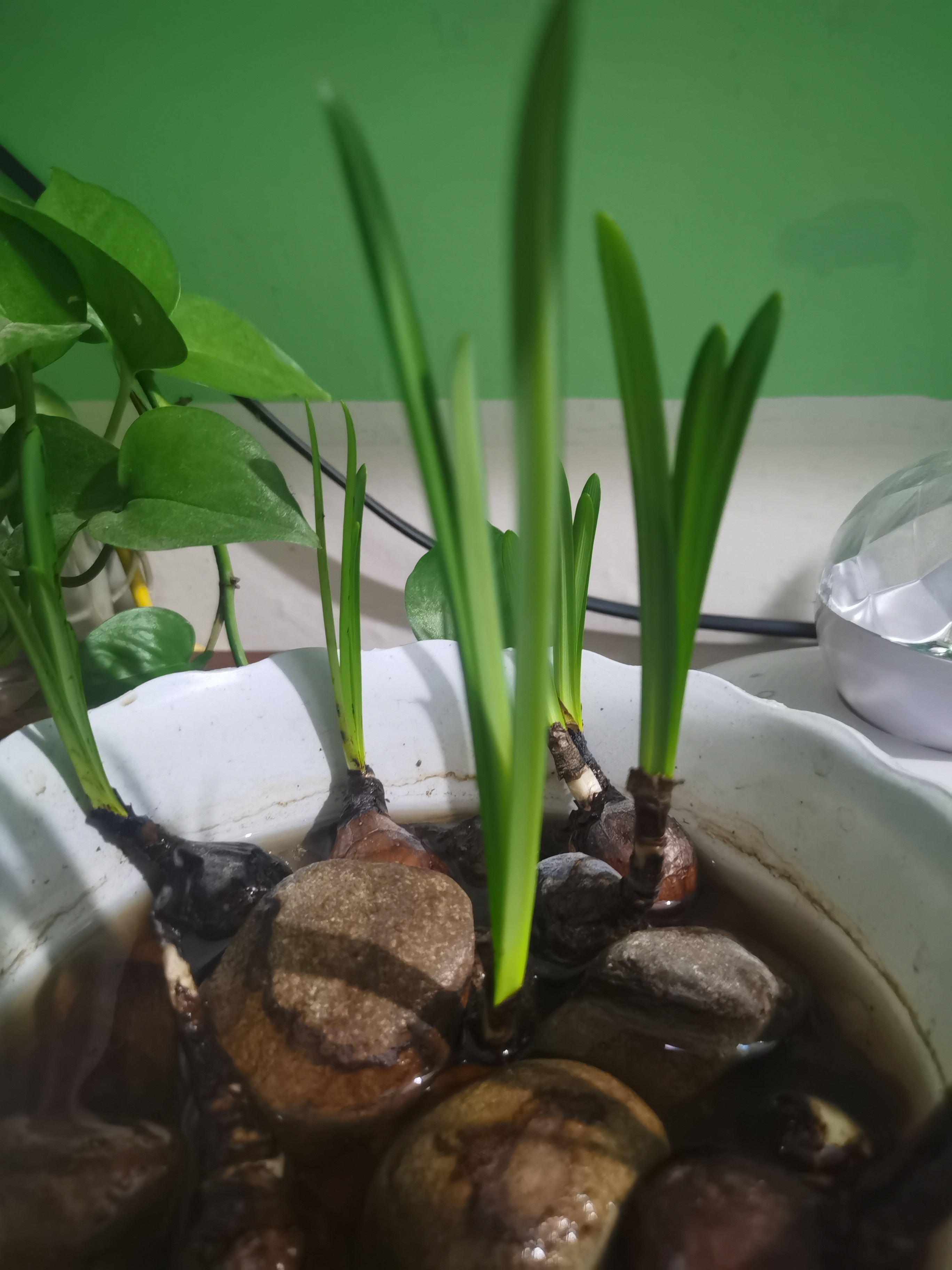 买的百合,发芽长成这样,问问,这是百合幼苗吗?