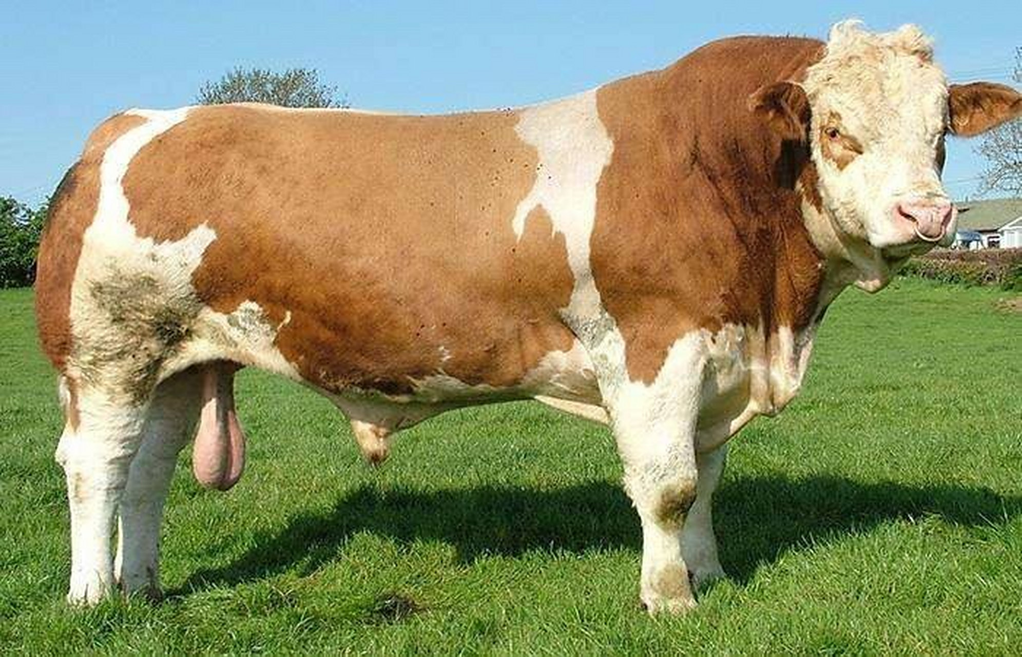 2代西门塔尔牛图片 红白花西门塔尔牛